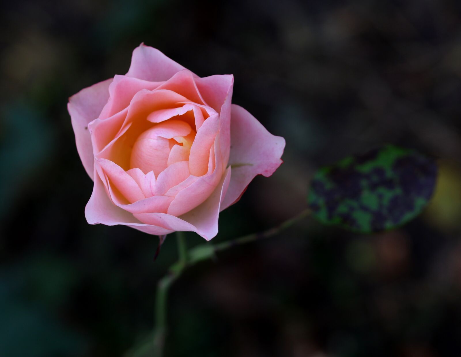Canon EF-S 60mm F2.8 Macro USM sample photo. Rose, pink, flower photography