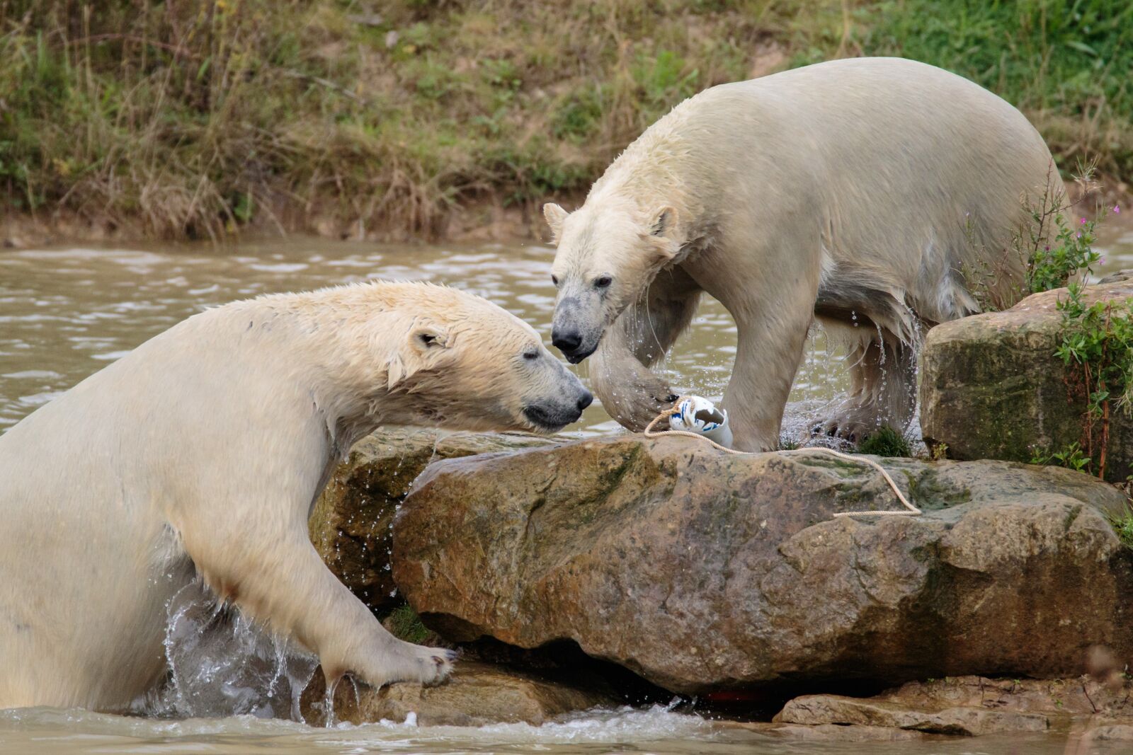 Canon EOS 7D Mark II sample photo. Polar bear, big bear photography