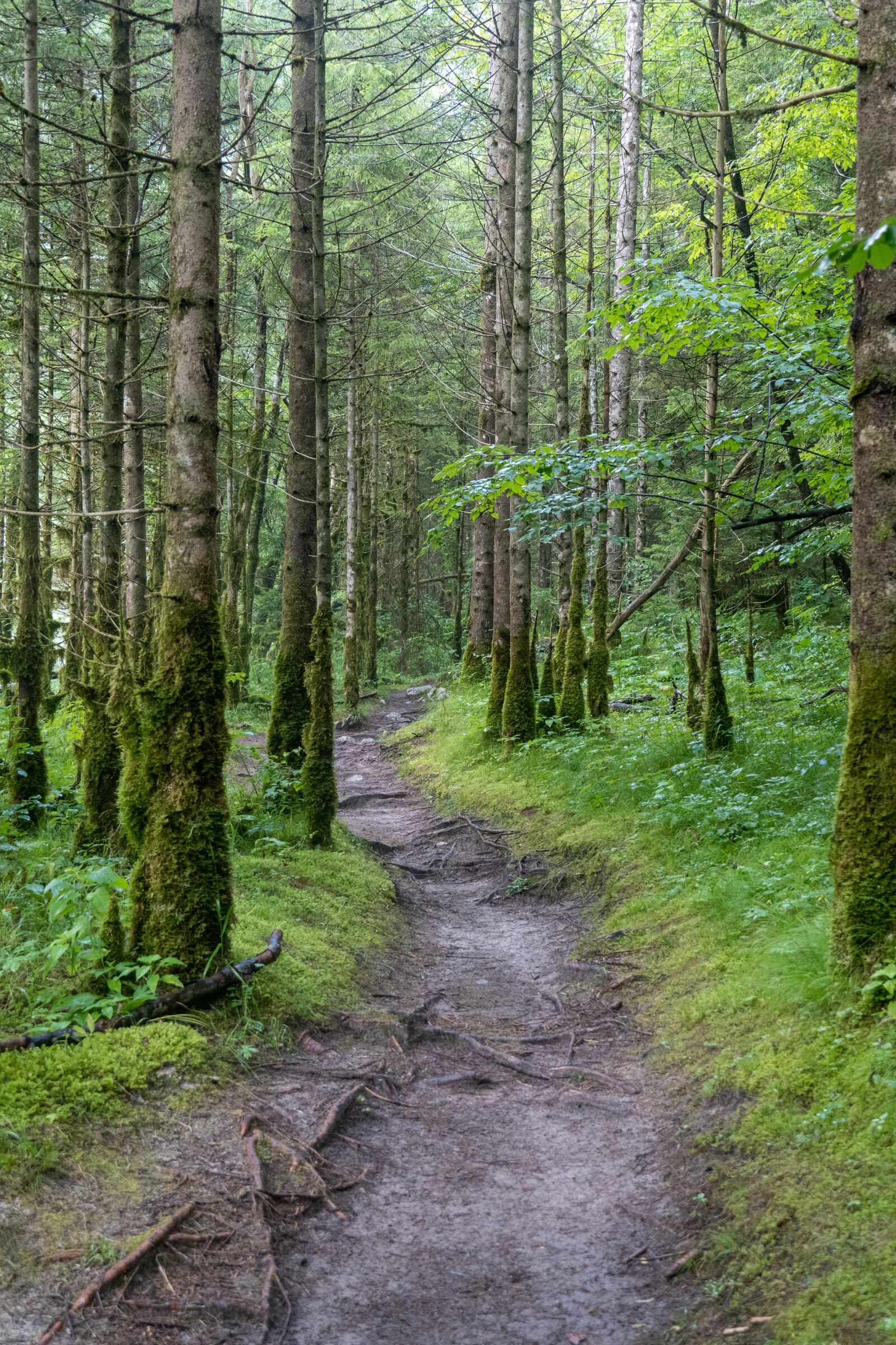 Sony E 18-135mm F3.5-5.6 OSS sample photo. Trail, forest path, trees photography