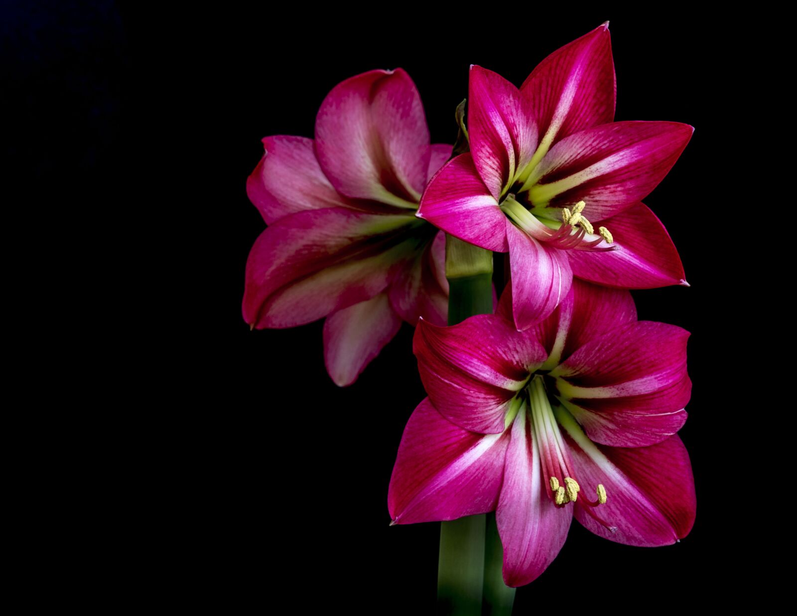 Sony a7R + Sony FE 24-240mm F3.5-6.3 OSS sample photo. Amaryllis, hippocampus, red photography