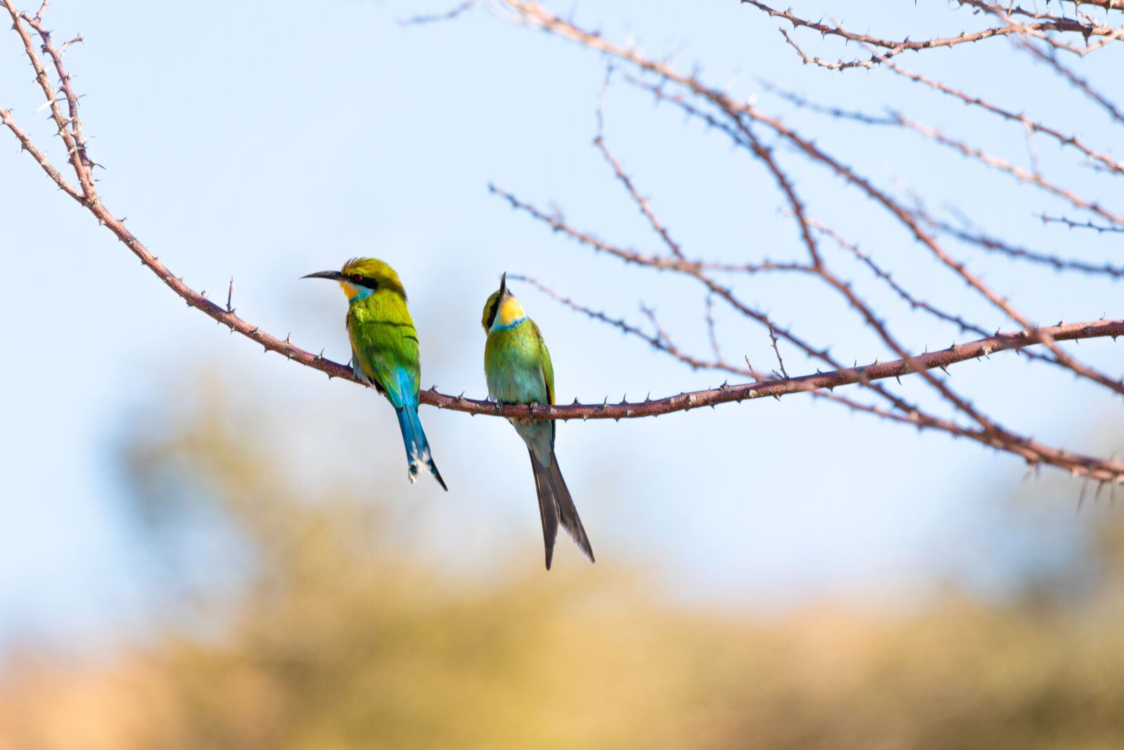 150-600mm F5-6.3 DG OS HSM | Contemporary 015 sample photo. European bee eater, bird photography