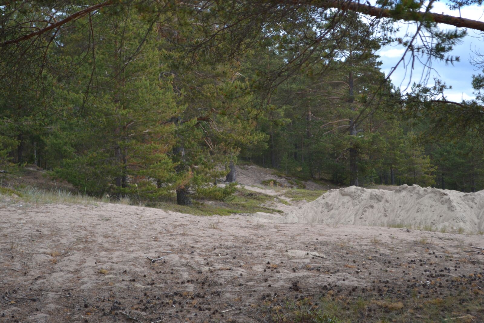 Nikon D3100 sample photo. Nature, trees, landscape photography