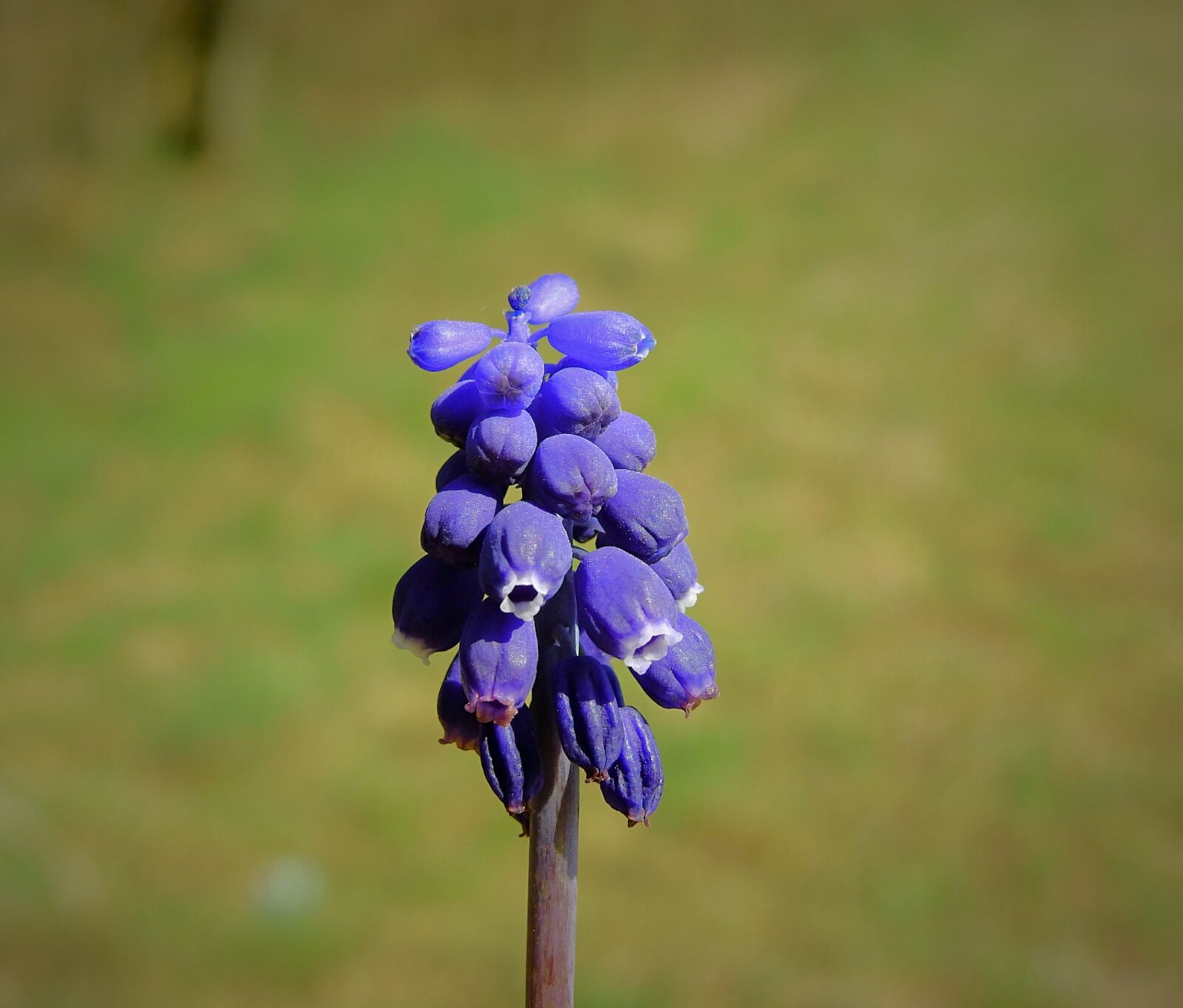 Nikon Coolpix P900 sample photo. Flower, flowering, spring photography