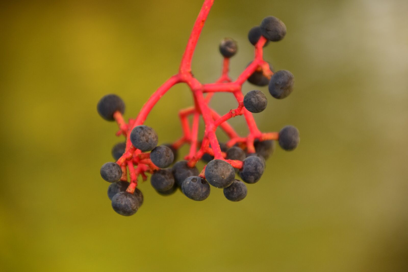 Nikon D3300 sample photo. Rowanberries, black, red stalk photography