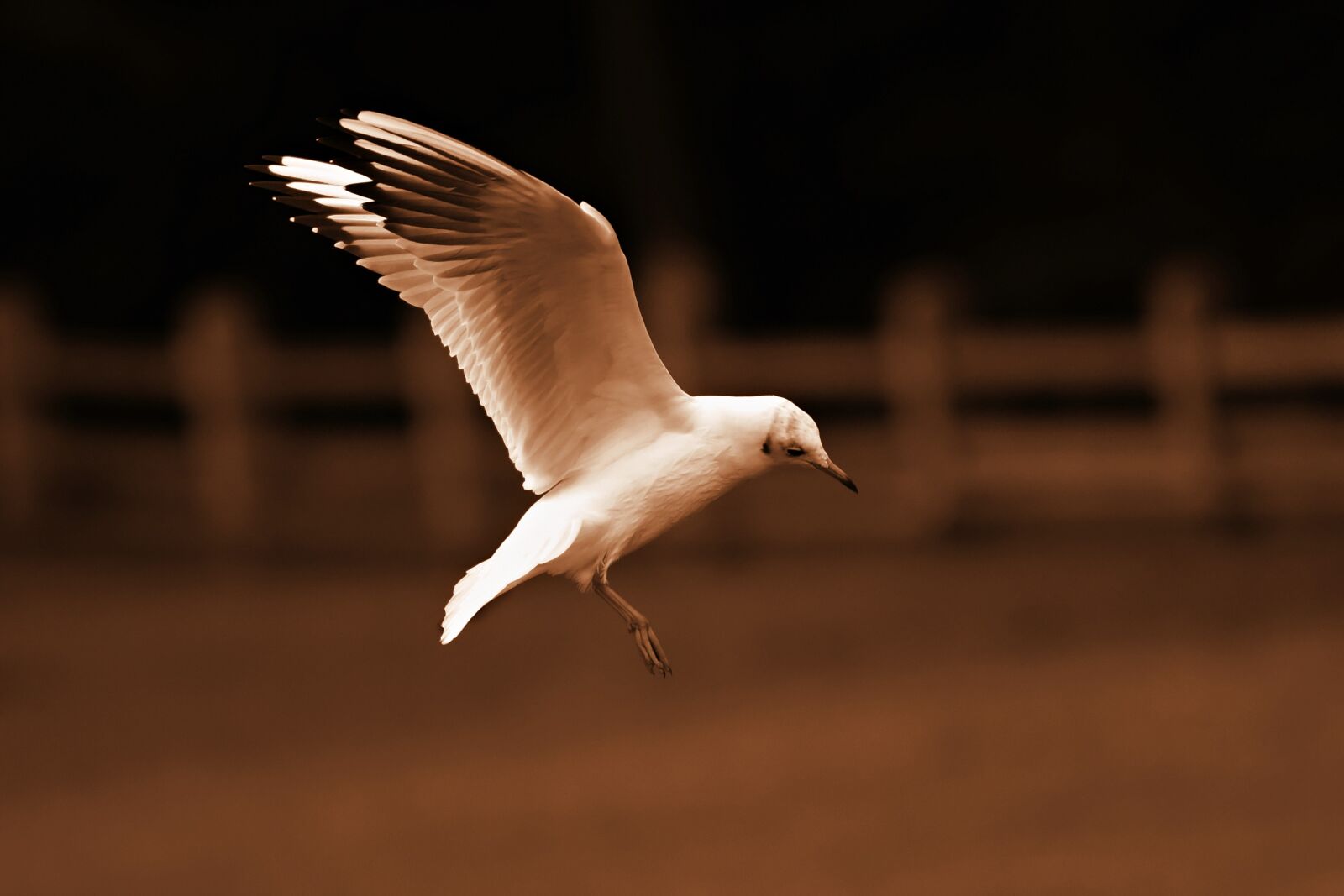 Nikon D750 sample photo. Seagull, bird, animal photography
