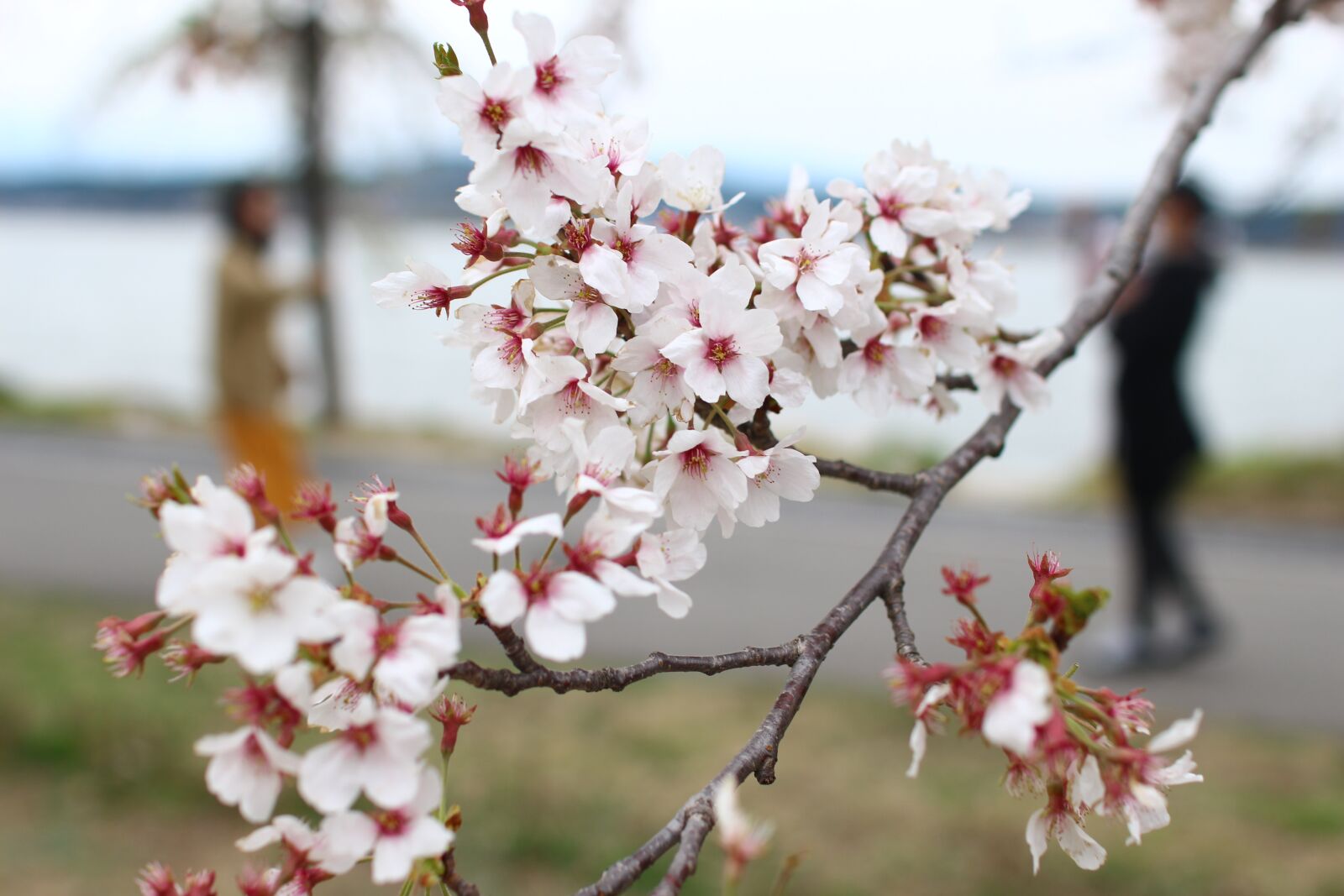 Canon EOS 700D (EOS Rebel T5i / EOS Kiss X7i) sample photo. Cherry blossom, spring, flowers photography