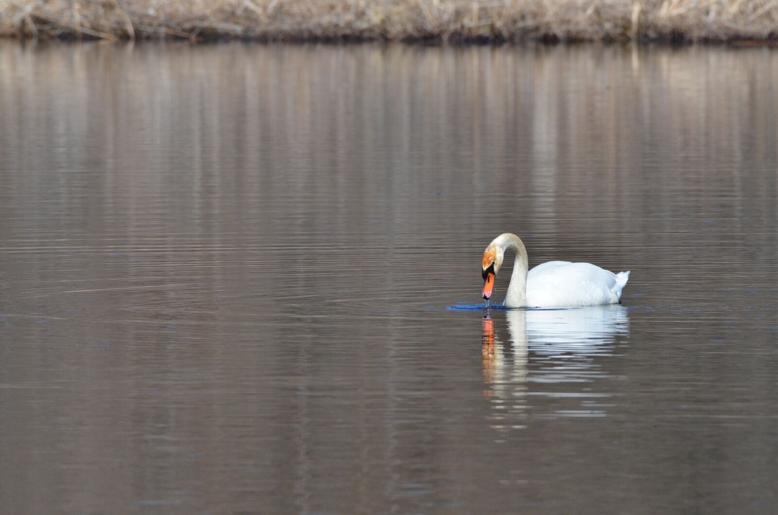 Nikon D7000 sample photo. Swan, bird, waterfowl photography
