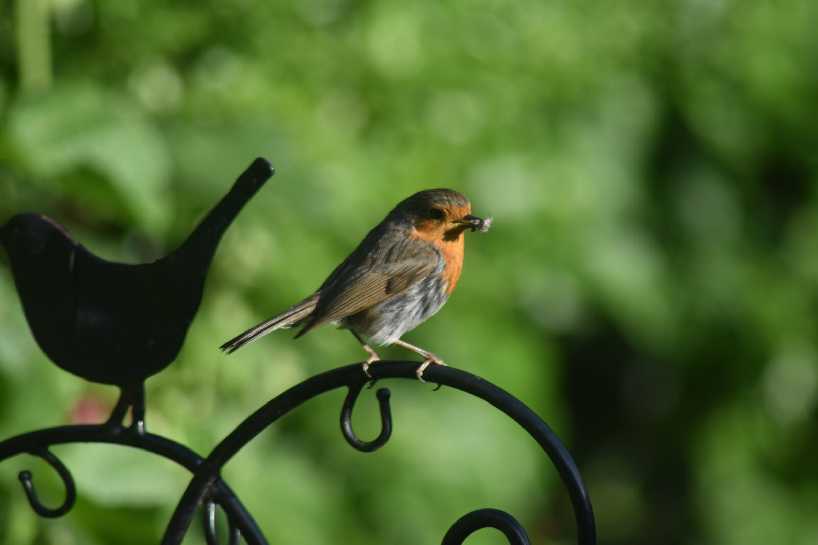 Nikon D5500 sample photo. Robin, bird, england photography