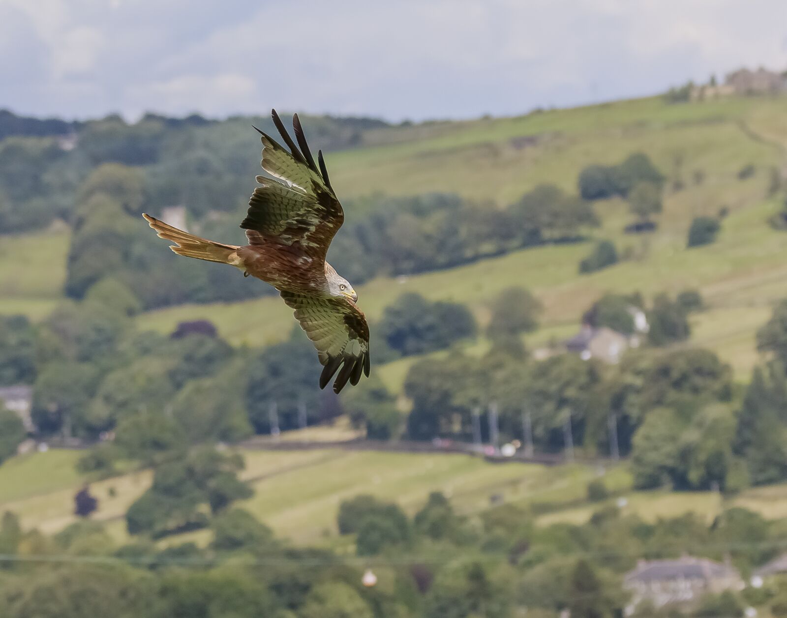 150-600mm F5-6.3 DG OS HSM | Contemporary 015 sample photo. Raptor, falconry, yorkshire photography