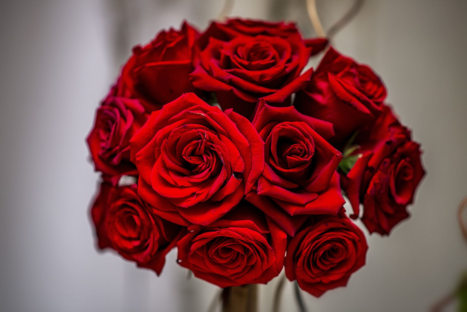 Nikon D600 sample photo. Rosa, flower, flowers photography