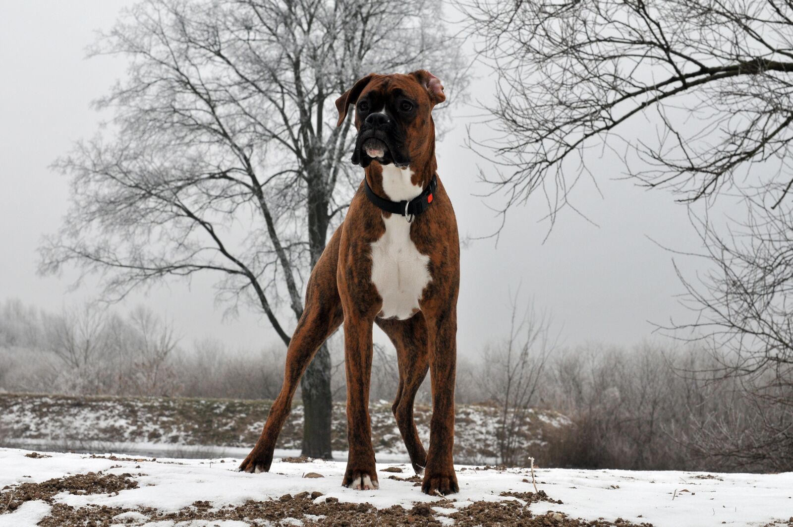 Nikon D300 sample photo. Animal, dog, boxer photography