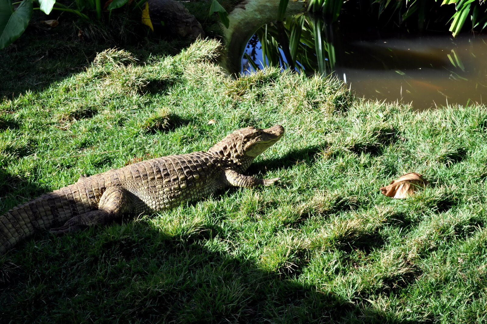 Nikon D5000 sample photo. Alligator, lake photography