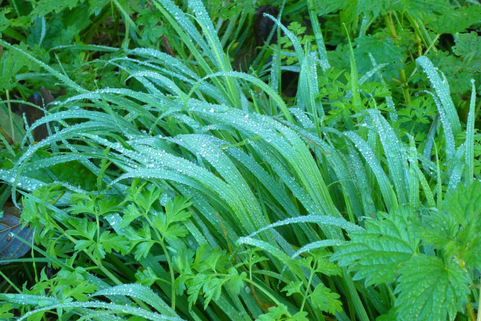 Panasonic Lumix DC-ZS70 (Lumix DC-TZ90) sample photo. Grass, dew, water drops photography