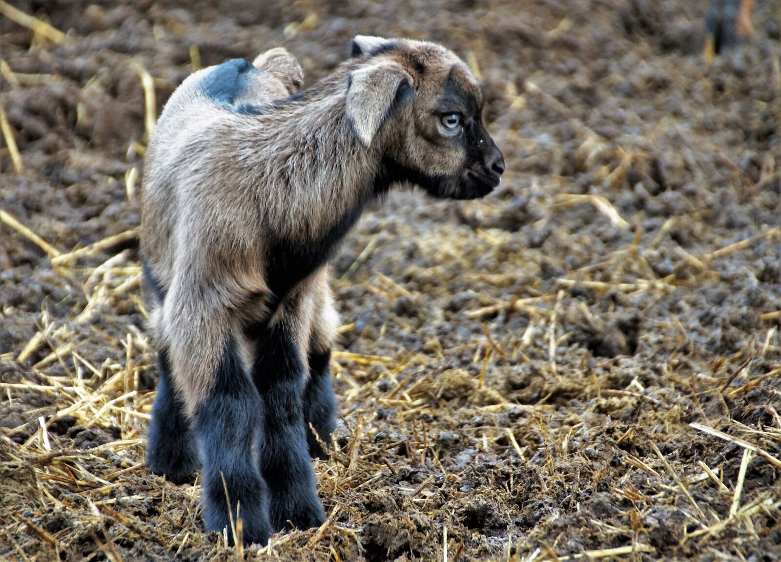 Sony SLT-A58 sample photo. Sheep, cameroon, cub photography