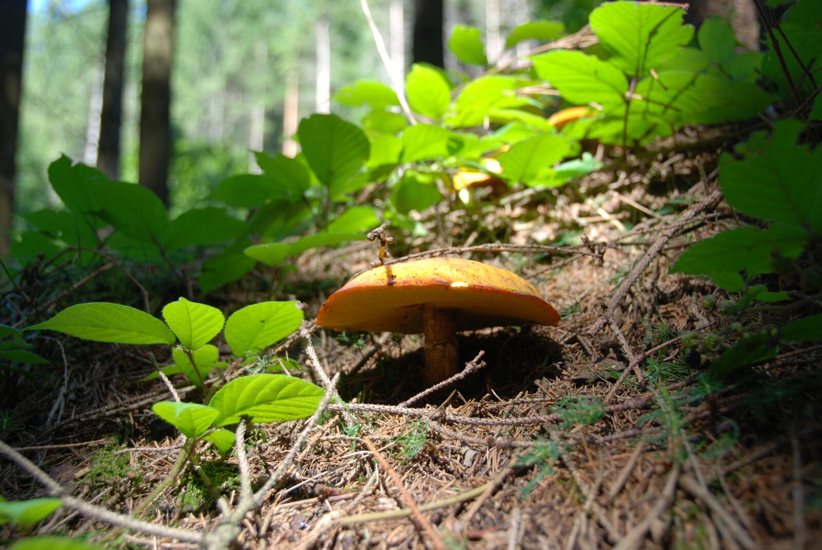 Nikon D80 sample photo. Mushroom, suillus grevillei, golden photography