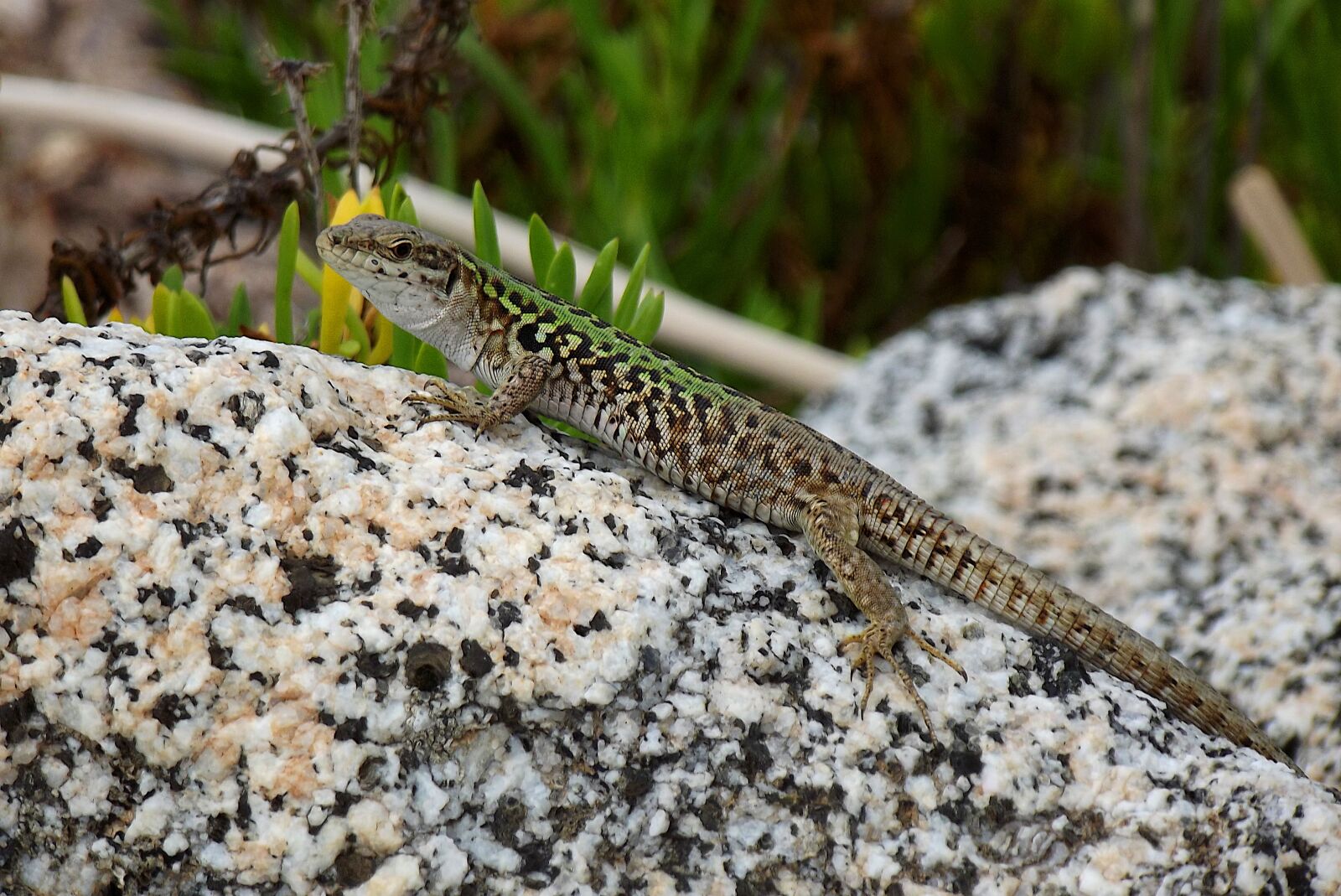 FujiFilm FinePix S2950 (FinePix S2990) sample photo. Lizard, nature, reptile photography