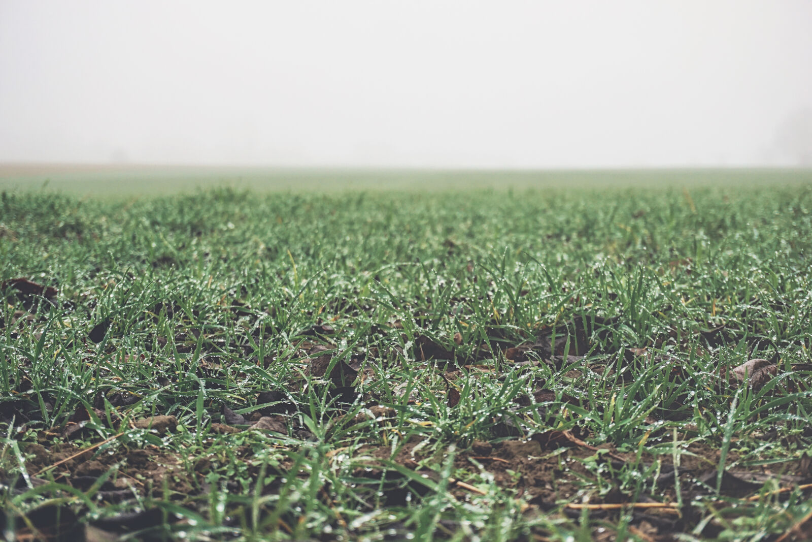 Sony a6000 sample photo. Agriculture, countryside, crop, cropland photography