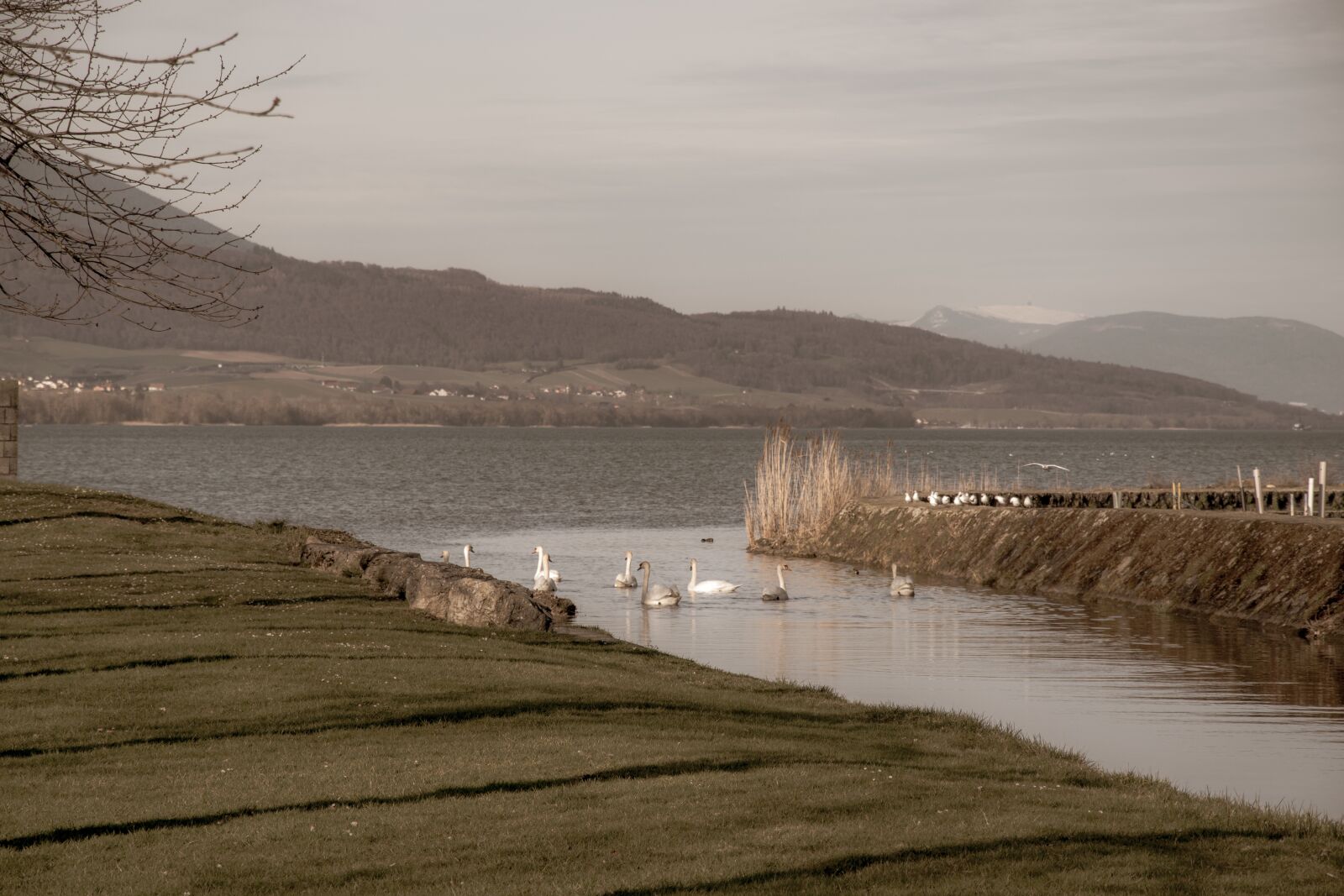 Nikon D5500 sample photo. River, lake, swan photography