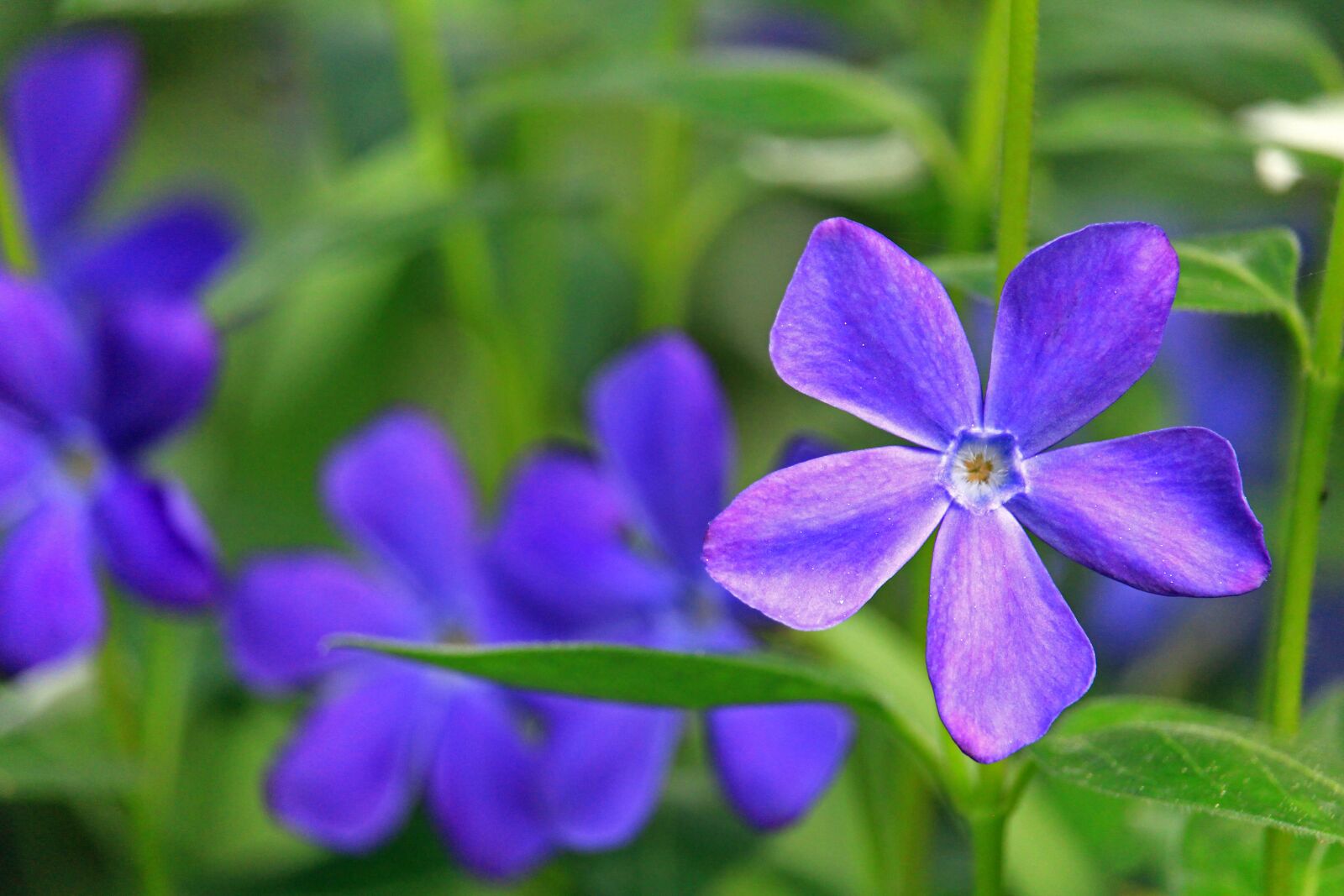 Canon EOS 700D (EOS Rebel T5i / EOS Kiss X7i) sample photo. Evergreen, blue always green photography