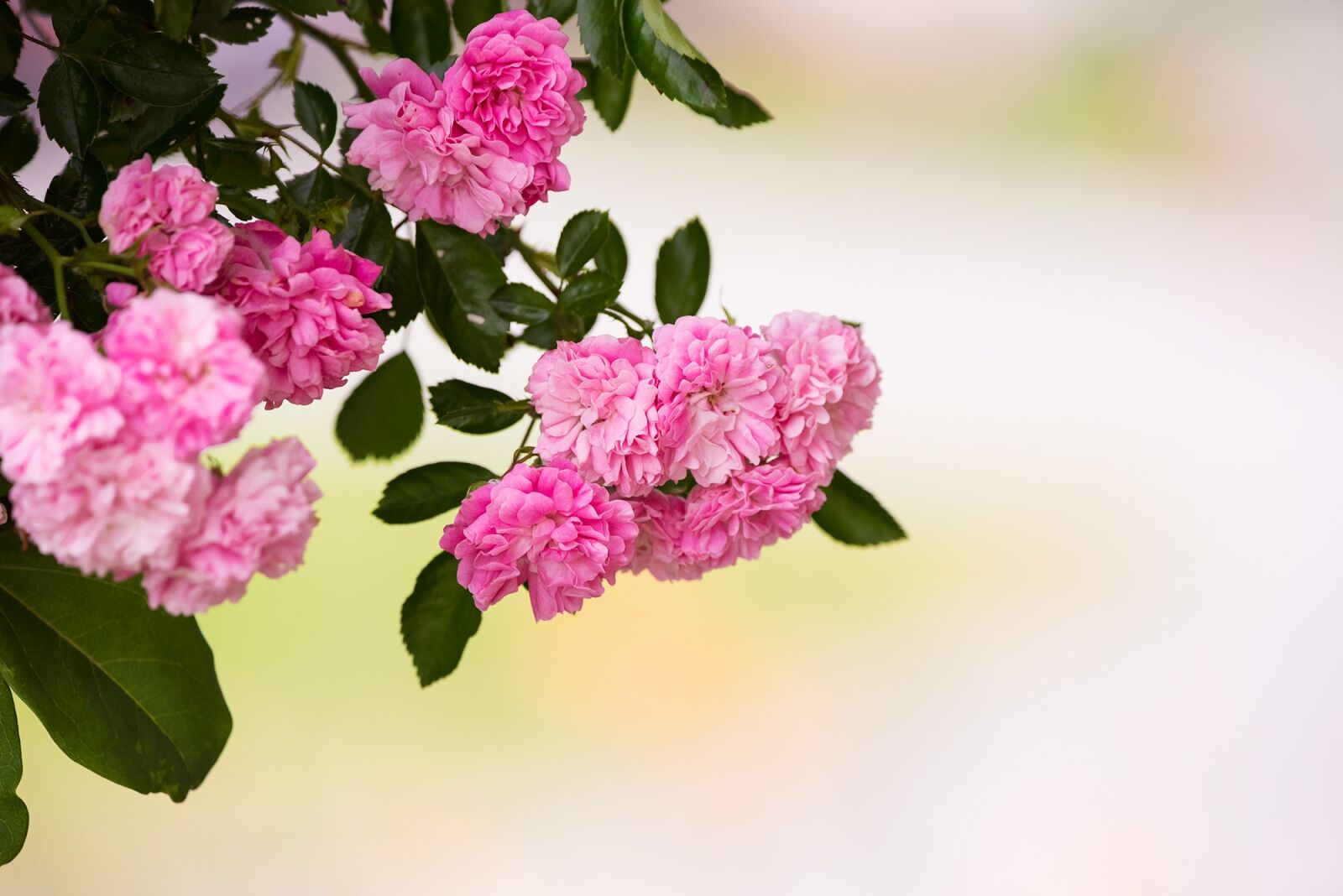 Nikon D750 sample photo. Roses, pink, pink roses photography