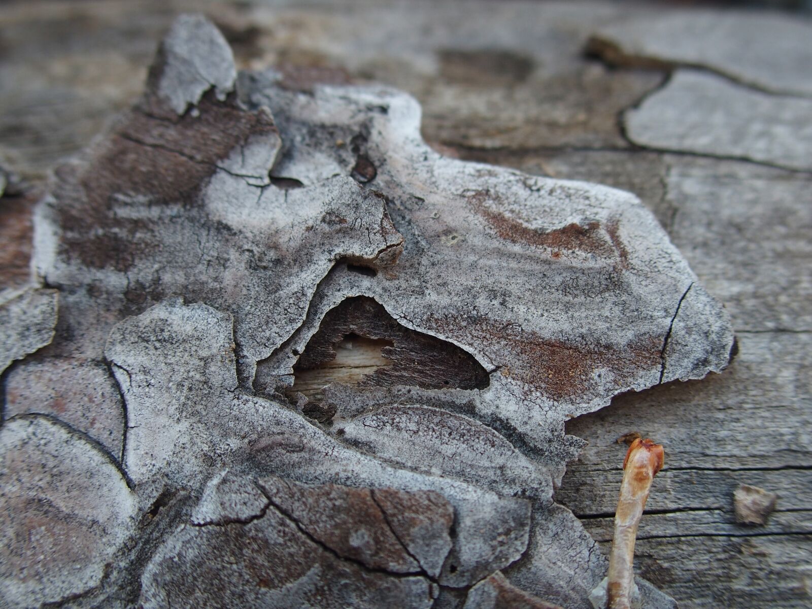 Olympus STYLUS1 sample photo. Wood, bark, forest photography