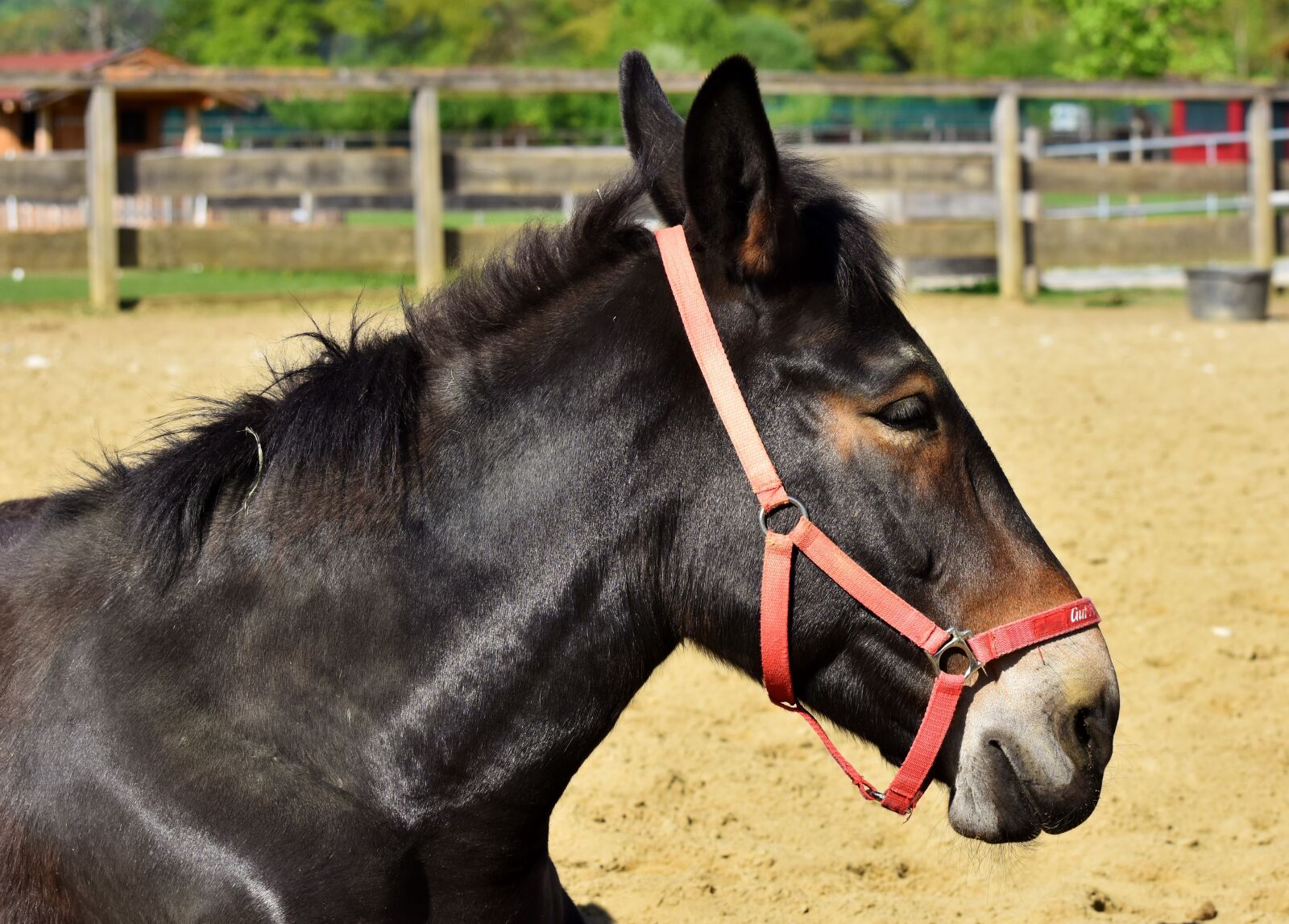 Nikon D7200 sample photo. Muli, donkey, mule photography