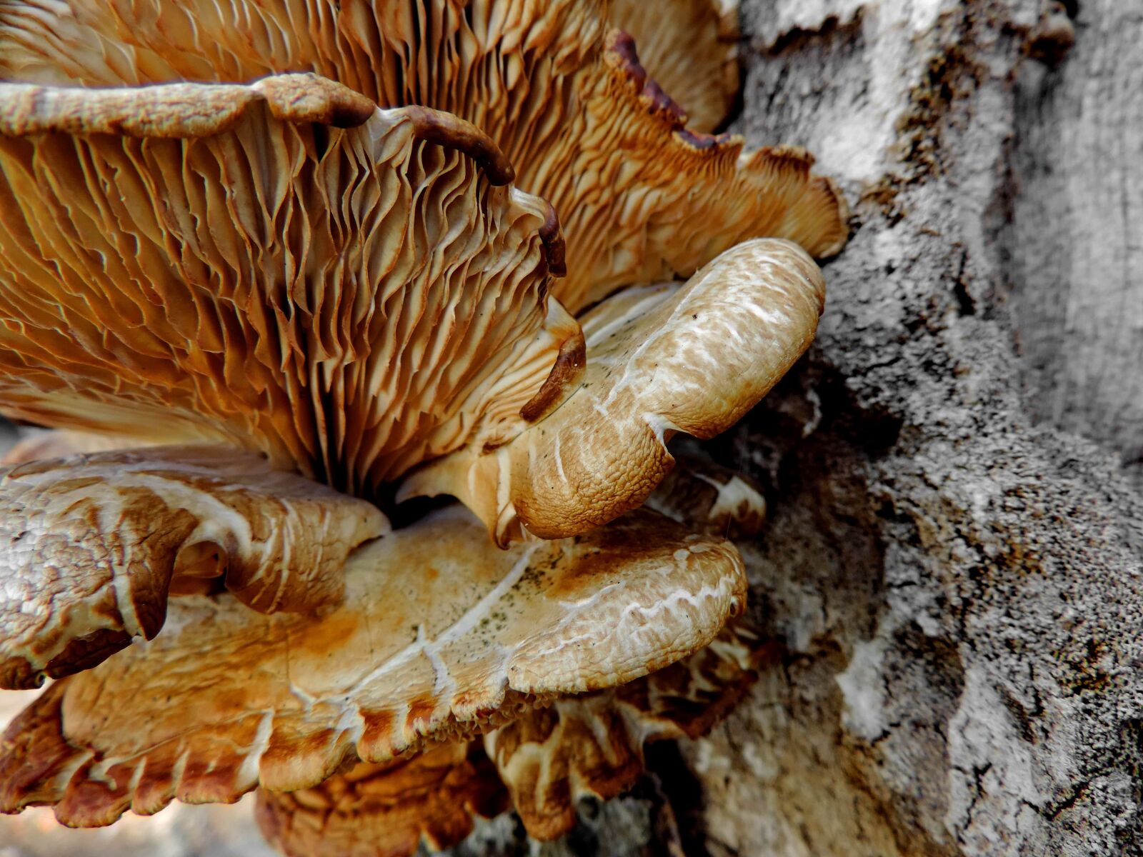 Nikon Coolpix P520 sample photo. Fungus, vegetable, mushroom, nature photography