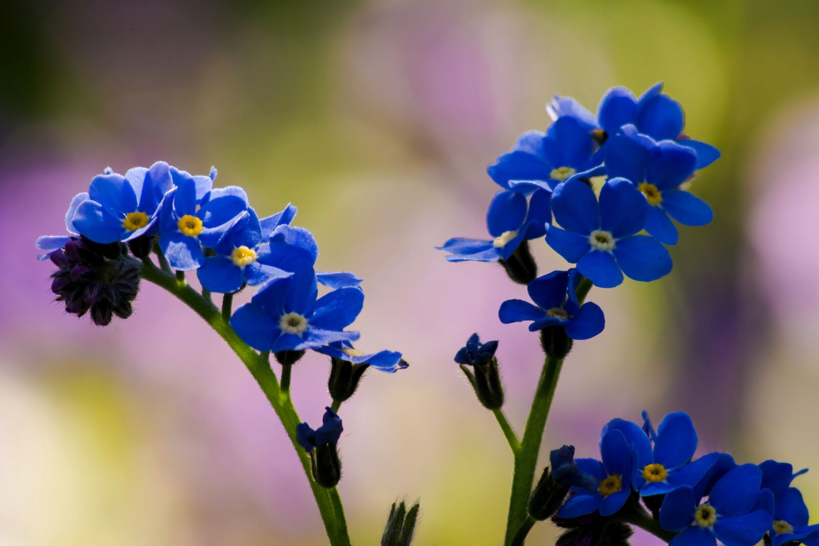 Nikon D7200 sample photo. Spring, nature, bloom photography