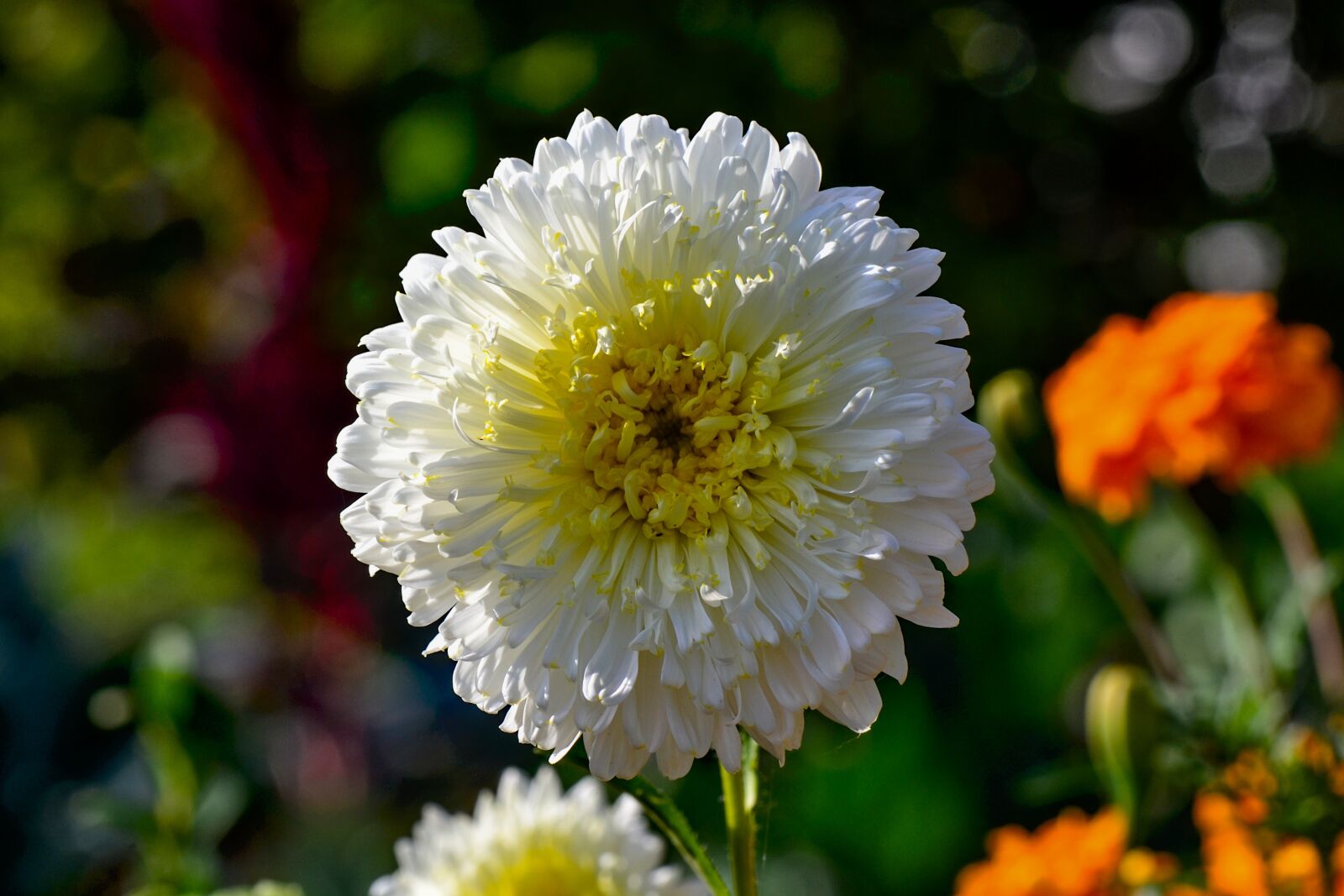 Nikon D3100 sample photo. Summer asters, flower, blossom photography