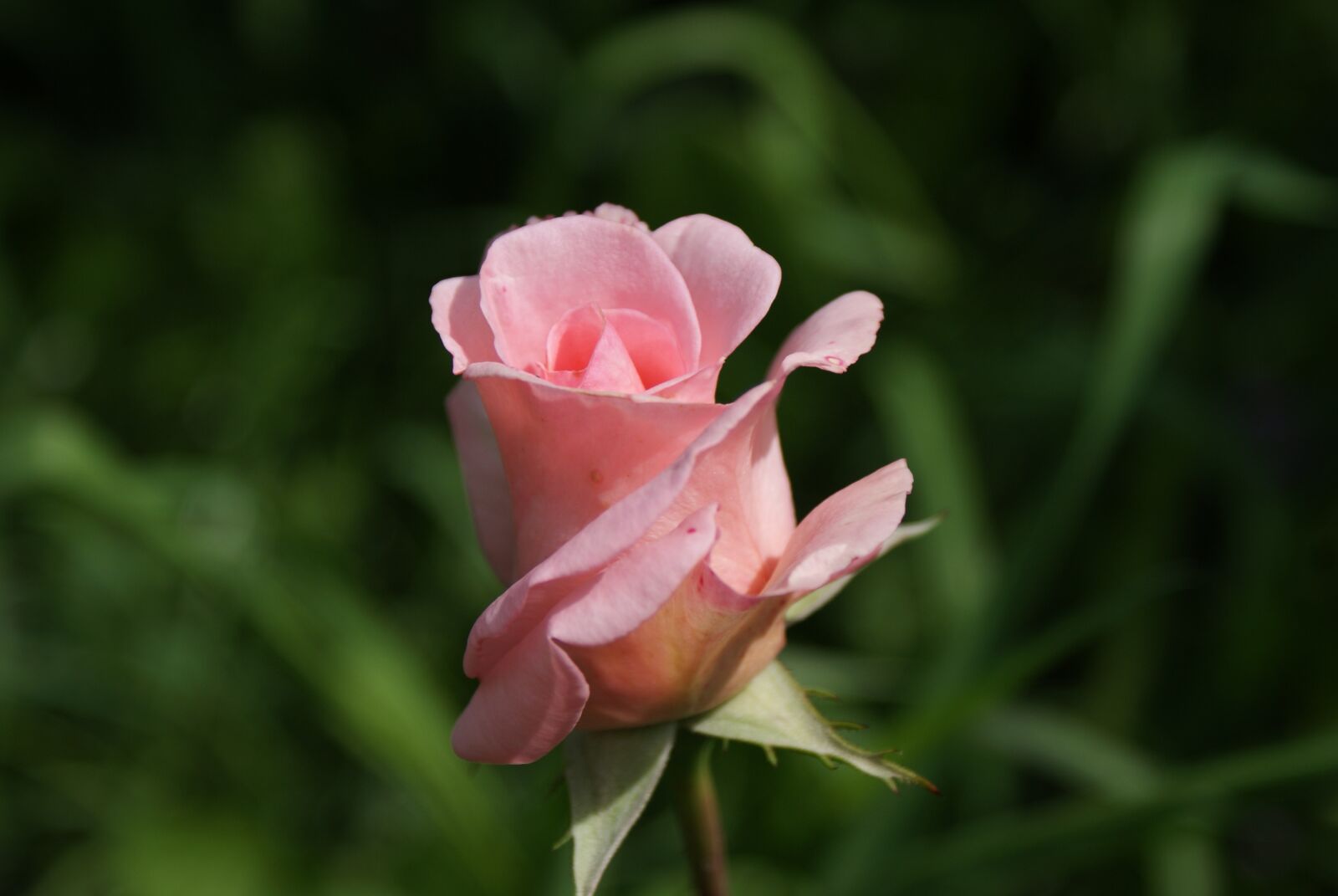 Sony Alpha DSLR-A200 sample photo. Square, flower, rose photography