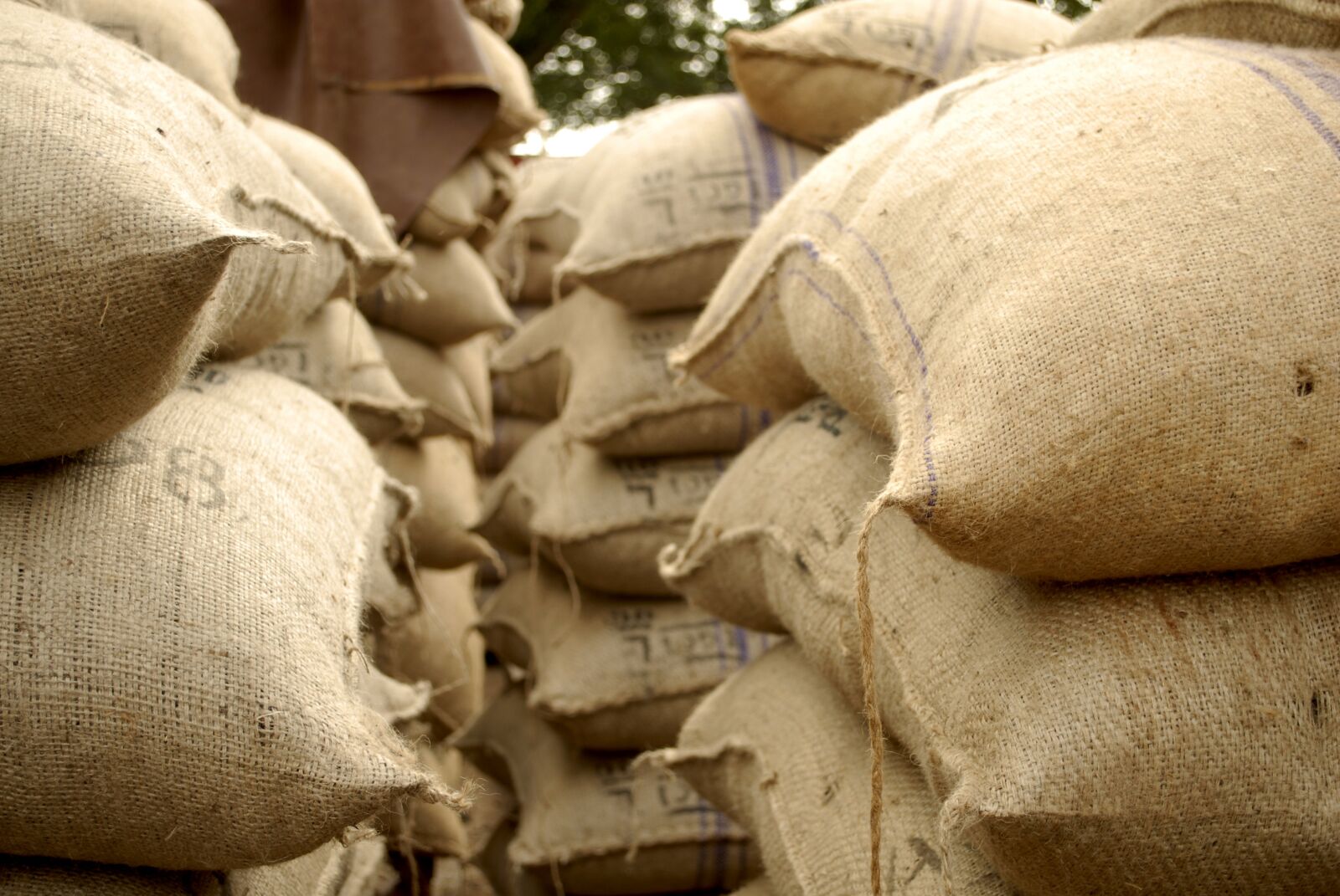 Nikon D200 sample photo. Cocoa, sacks, jute photography