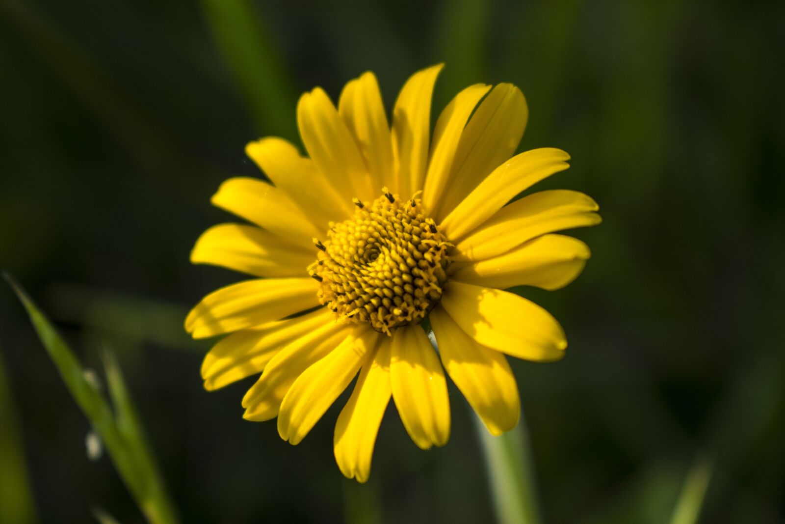 Nikon D3500 sample photo. Yellow, flower, garden photography