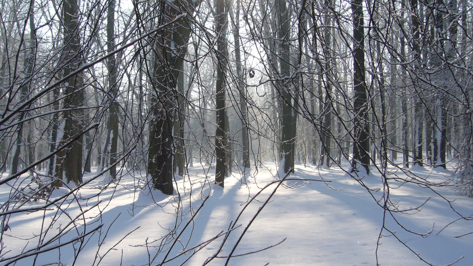 Panasonic DMC-LS2 sample photo. Park, winter, tree photography