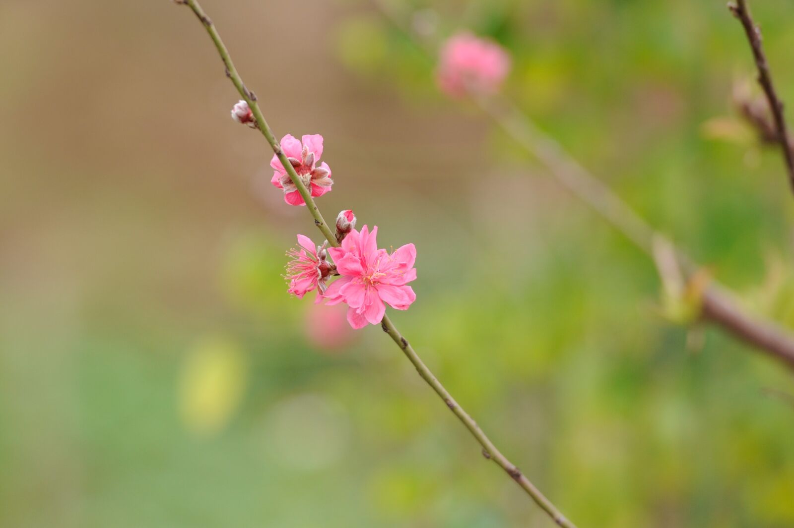 Nikon D700 sample photo. Peach flower, pink, garden photography