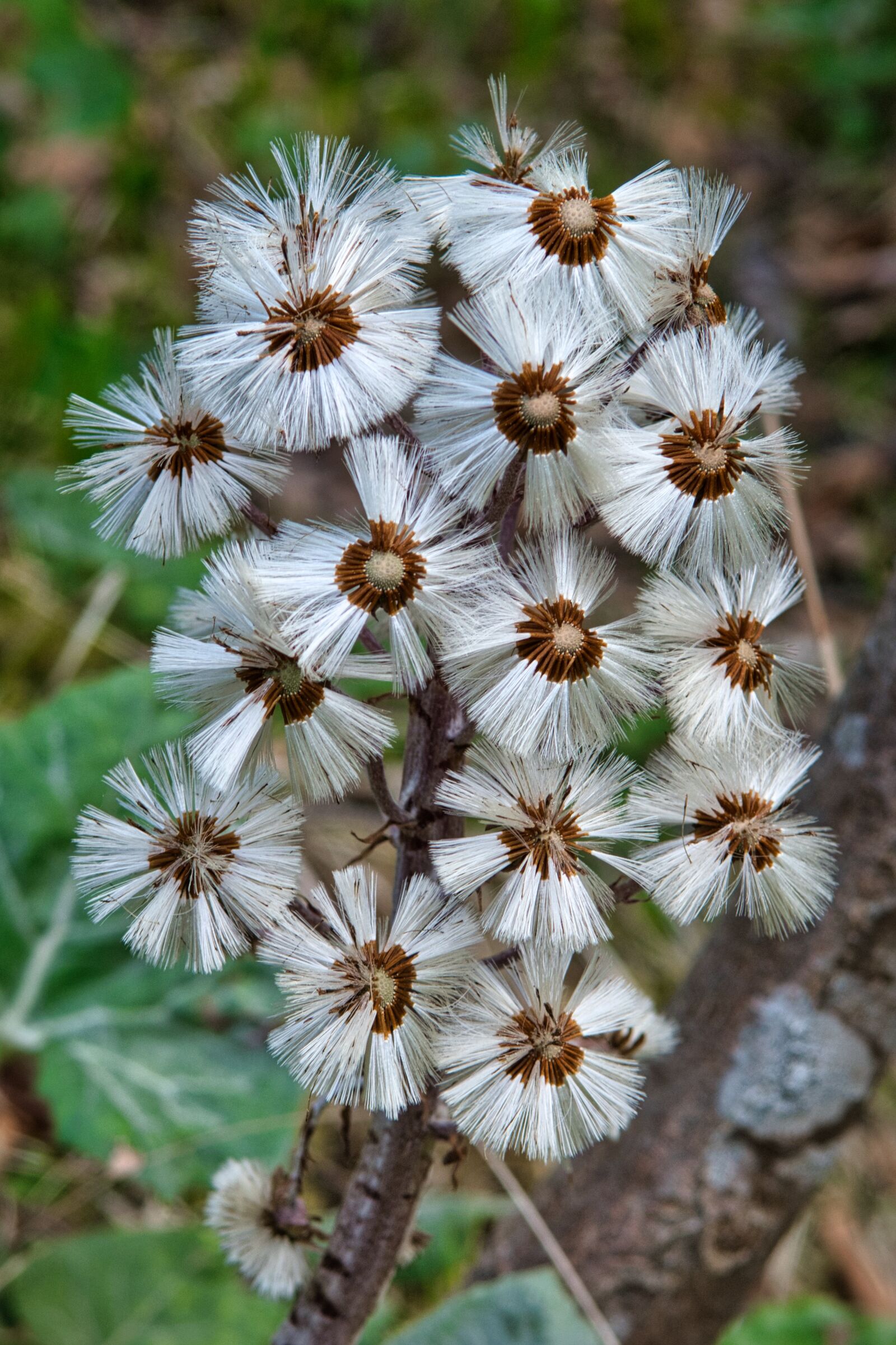 Nikon D7500 sample photo. Seeds, blossom, bloom photography