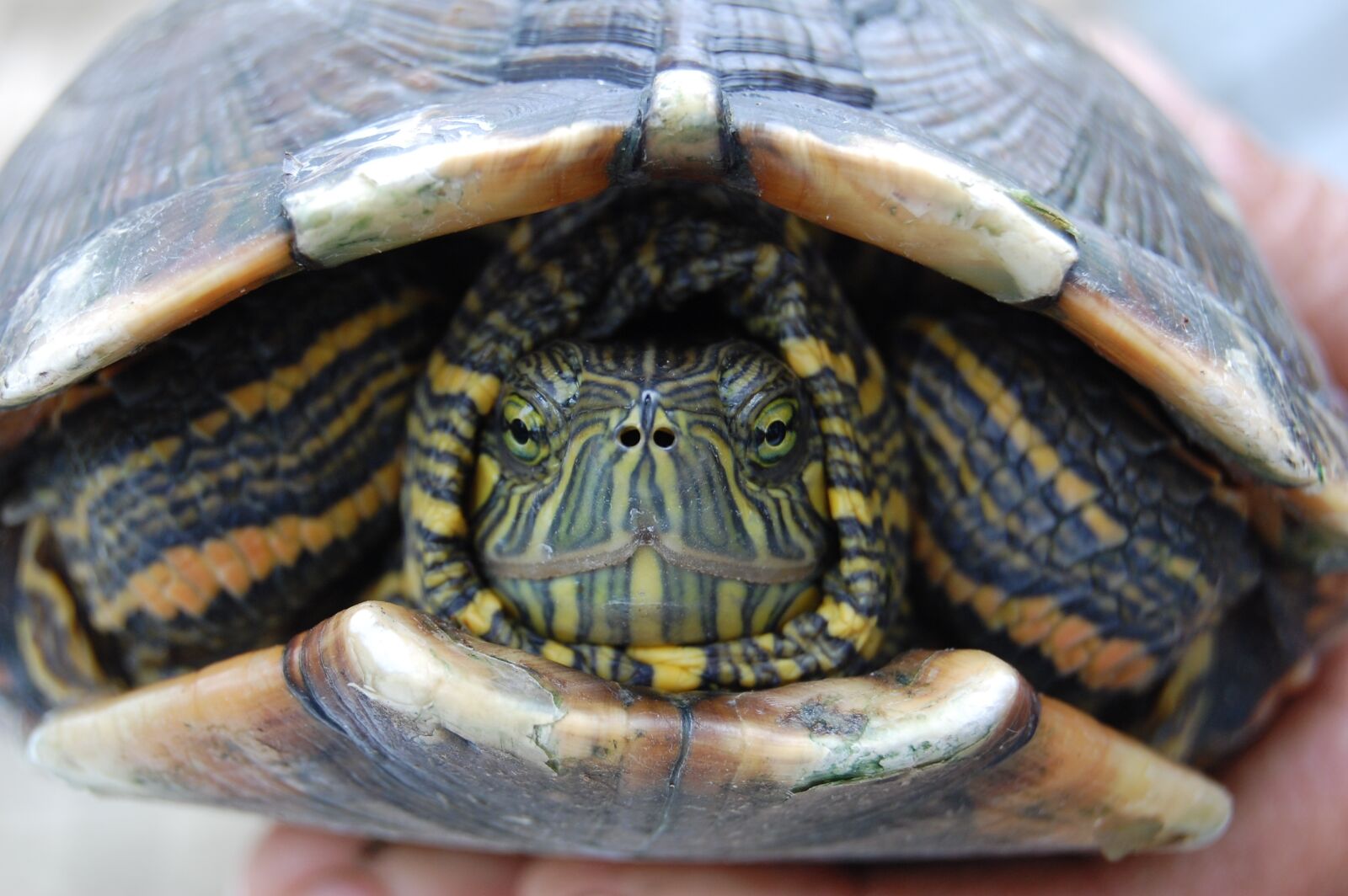 Nikon D40 sample photo. Turtle, fauna, reptile photography
