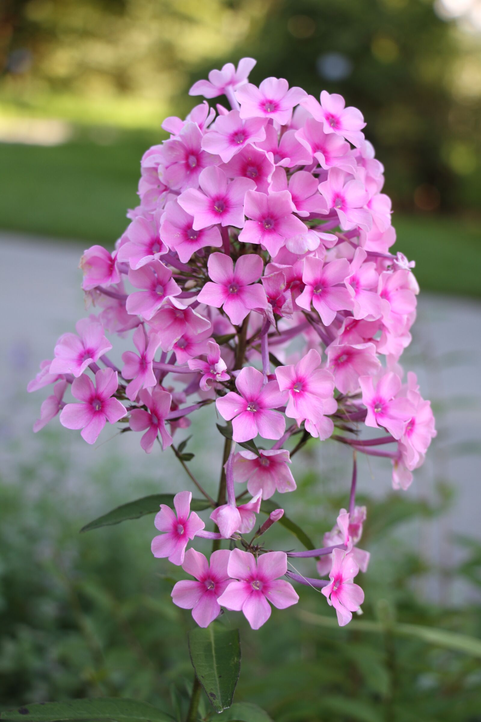 Canon EOS 7D sample photo. Flower, pink, blossom photography