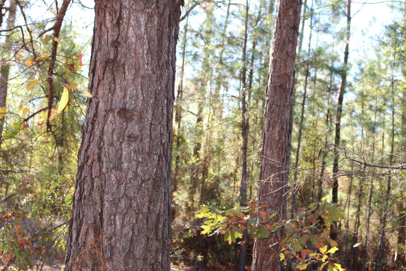 Canon EOS 70D sample photo. Daytime, forest, leaves, trees photography