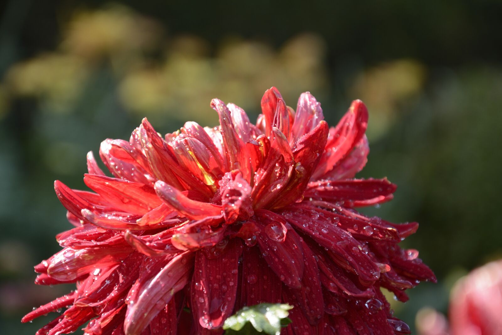 Nikon D7100 sample photo. Shenyang, zhongshan square, chrysanthemum photography