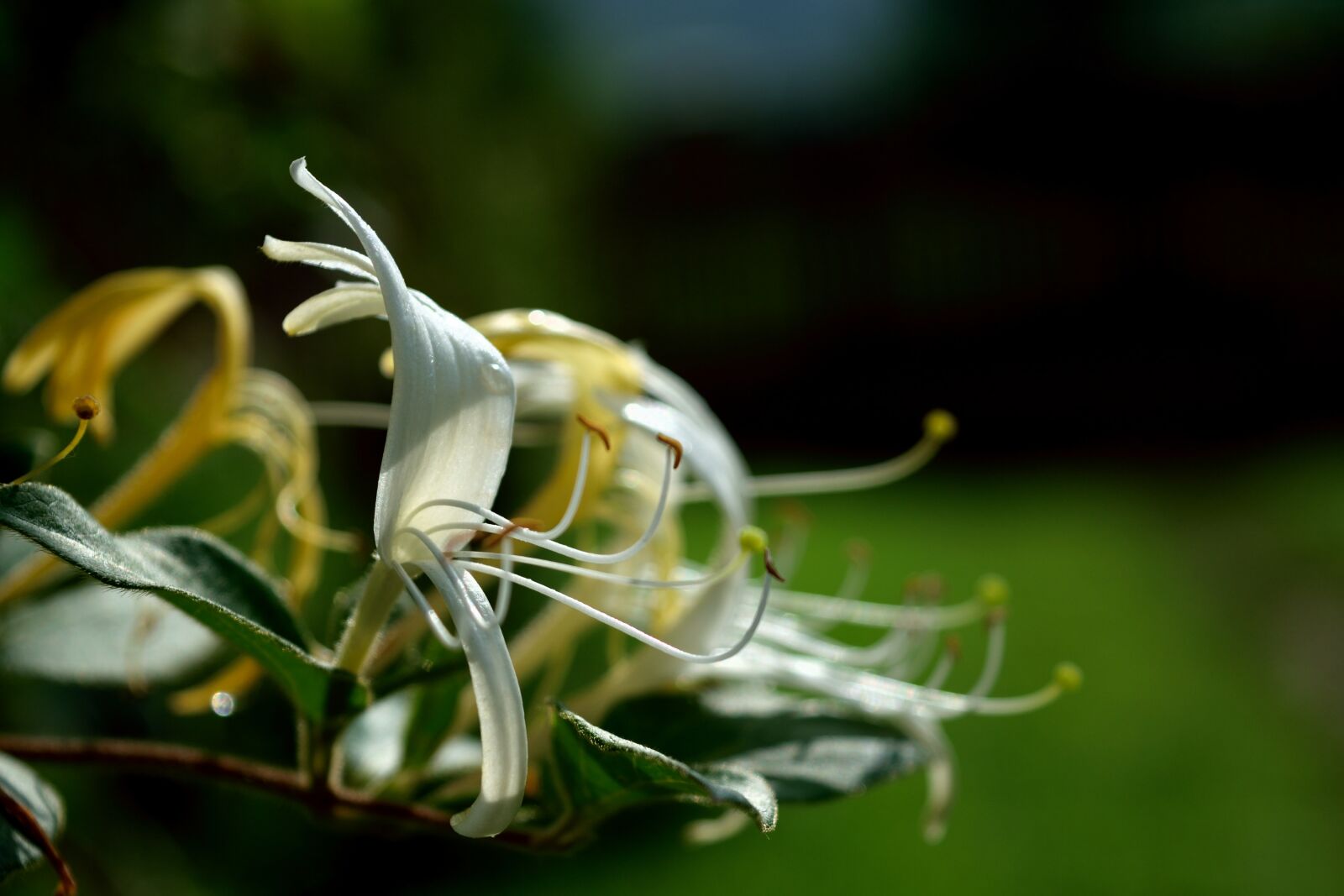 Nikon D5300 sample photo. Tentacles, stamens, flower photography