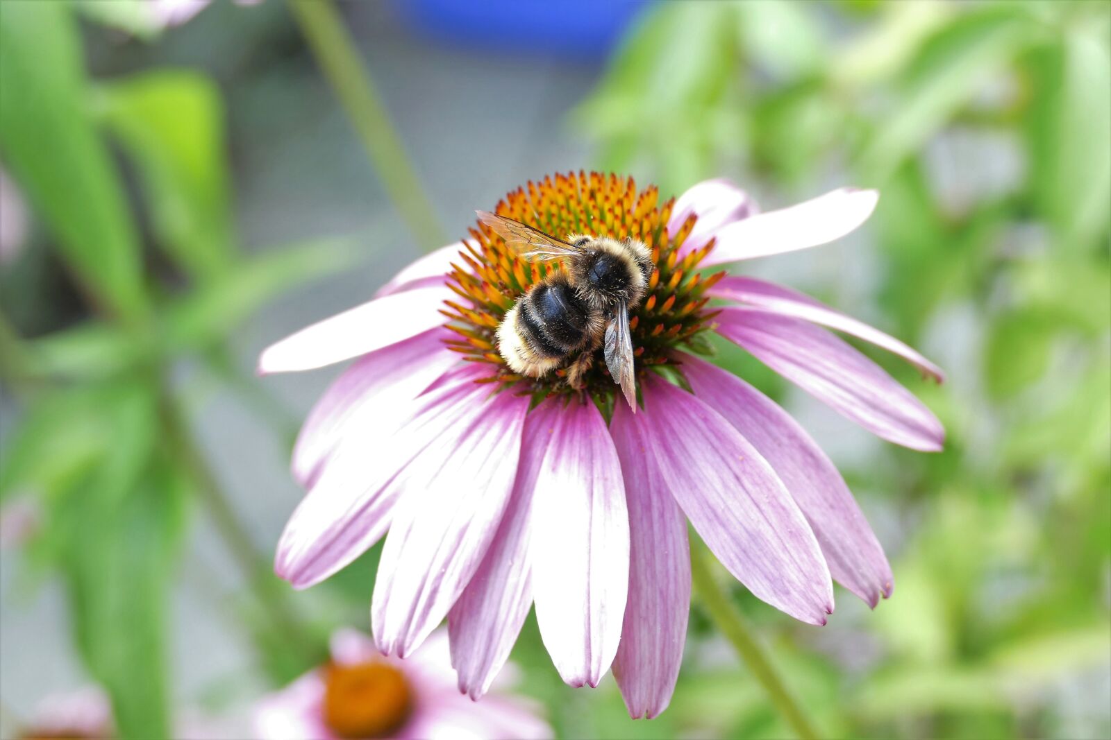 Panasonic Lumix DMC-FZ1000 sample photo. Bee, hummel, flower photography