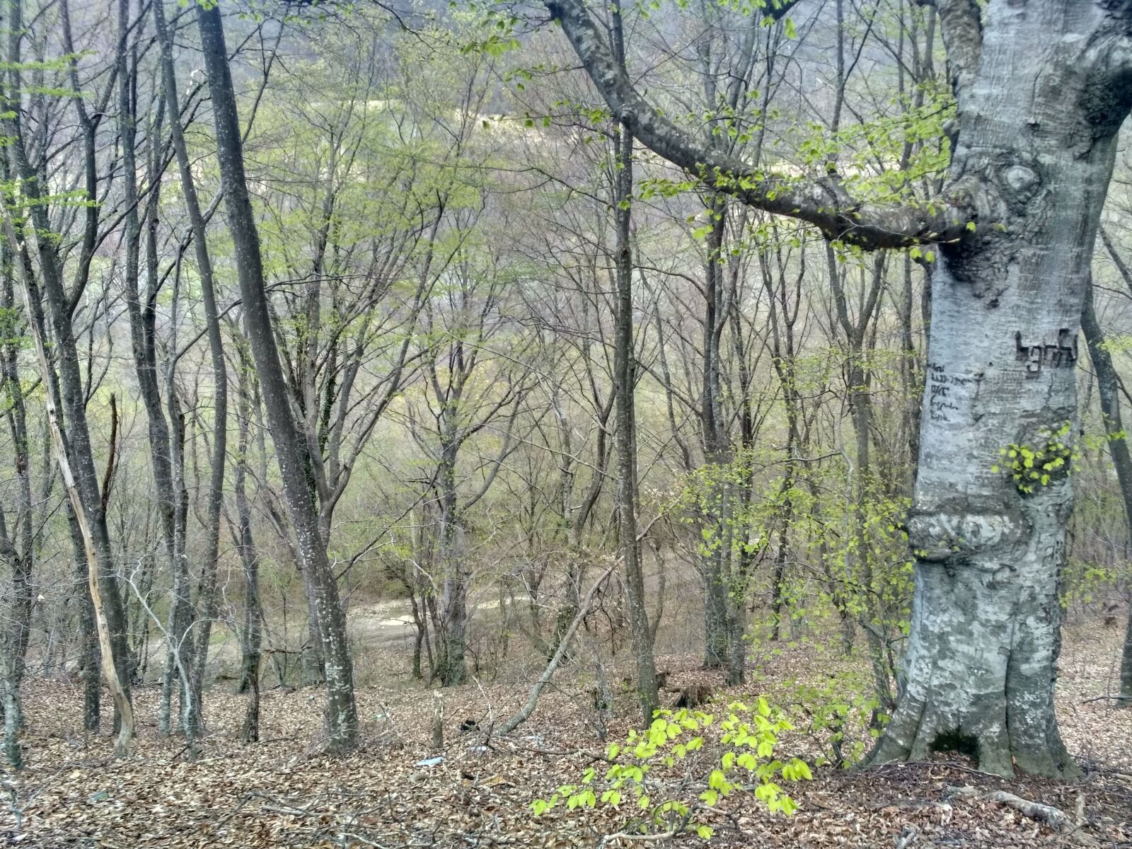 Xiaomi Redmi 3S sample photo. Adventure, nature photography