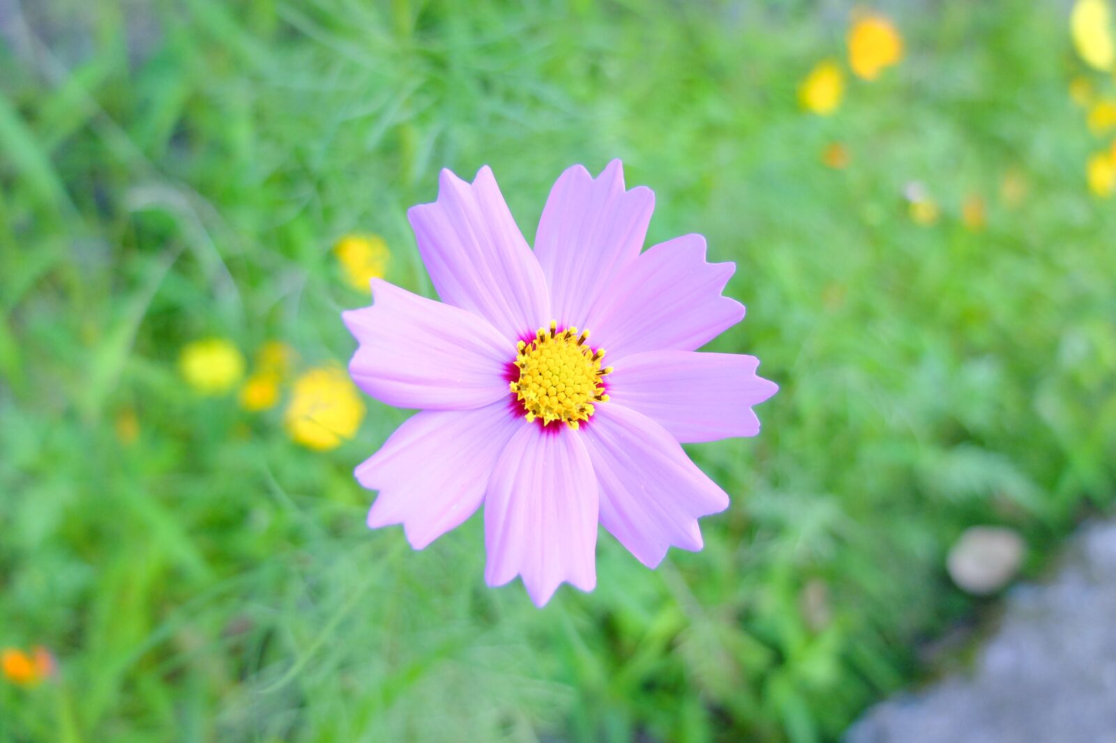 Fujifilm X20 sample photo. Flowers, plant, green photography