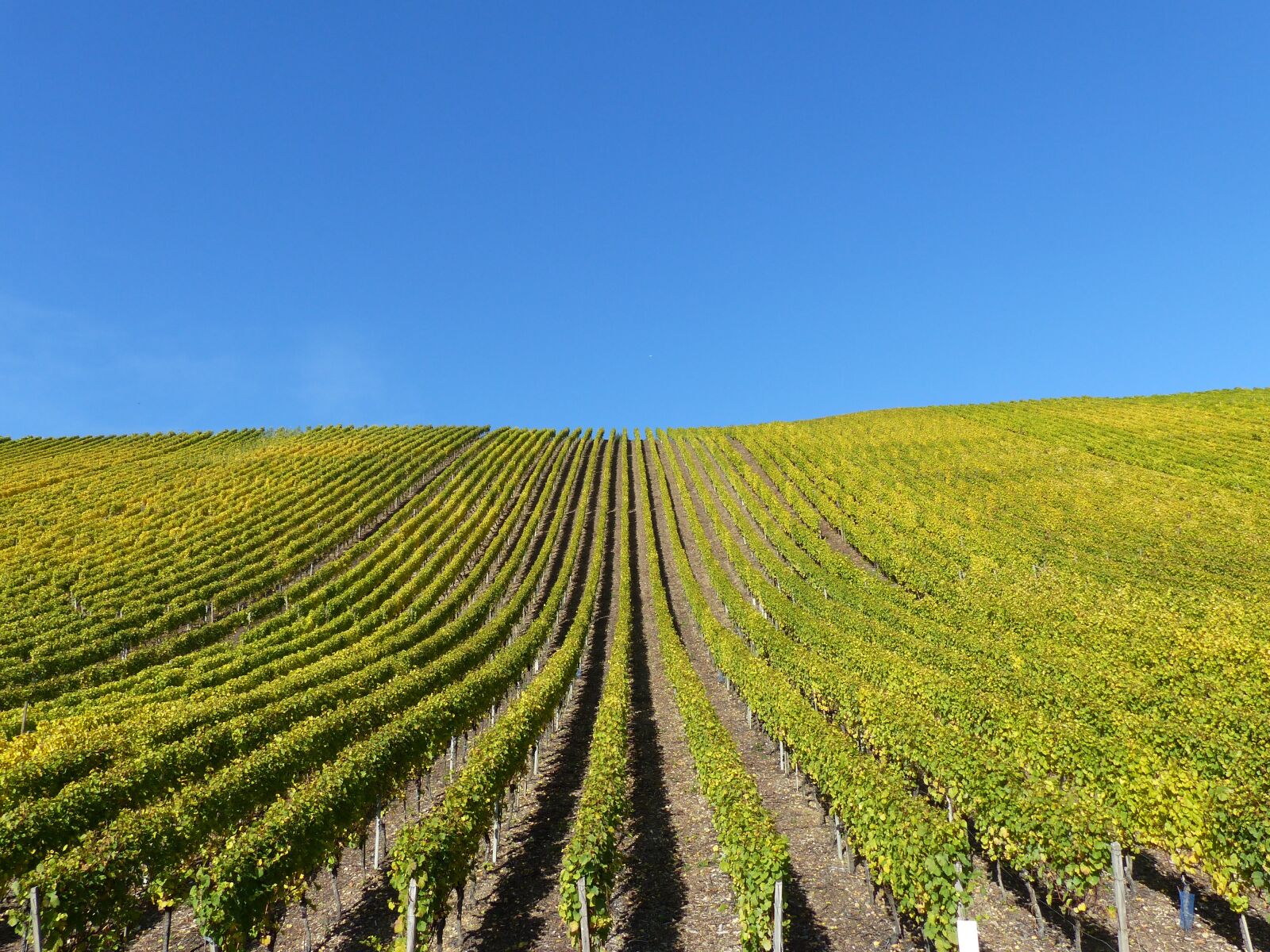 Panasonic Lumix DMC-FZ200 sample photo. Vineyard, autumn, leaves photography