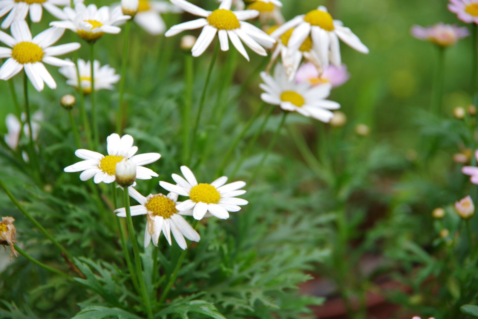 Pentax K-S2 sample photo. Small white flowers, xianfeng photography
