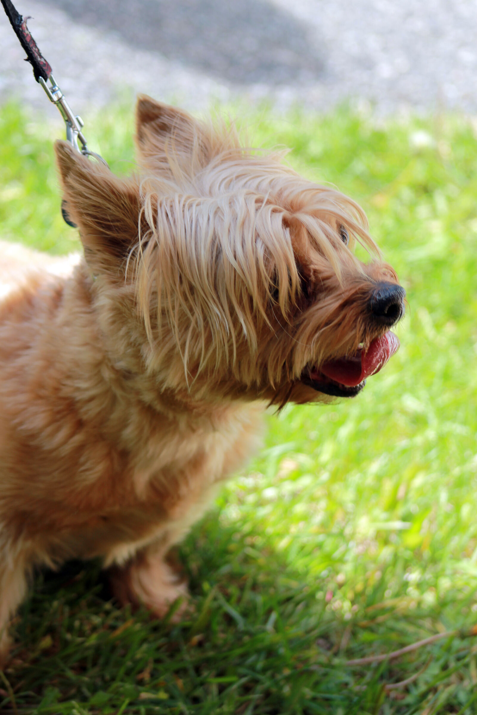 Canon EOS 1100D (EOS Rebel T3 / EOS Kiss X50) sample photo. Australian, terrier, dog photography