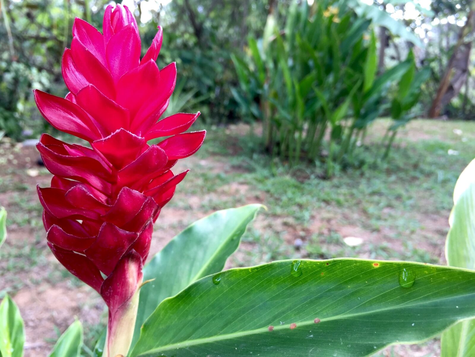 Apple iPhone 6 sample photo. Flower, floral, red photography