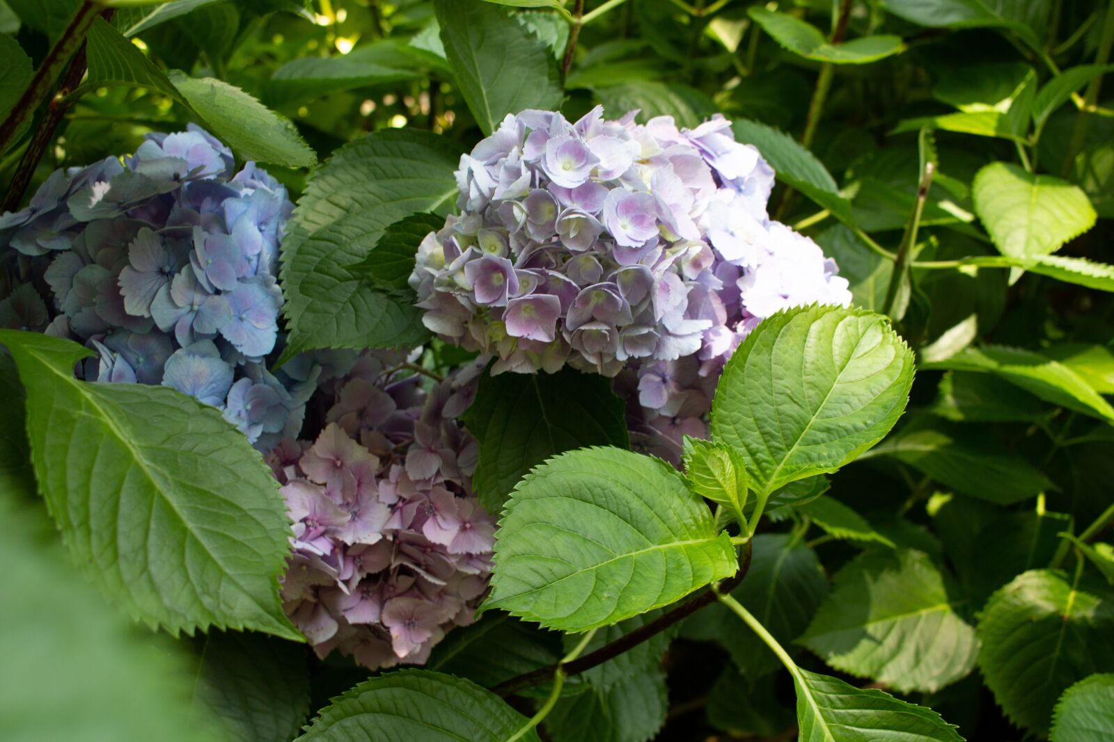 Canon EF-S 24mm F2.8 STM sample photo. Hydrangea, flower, pink photography