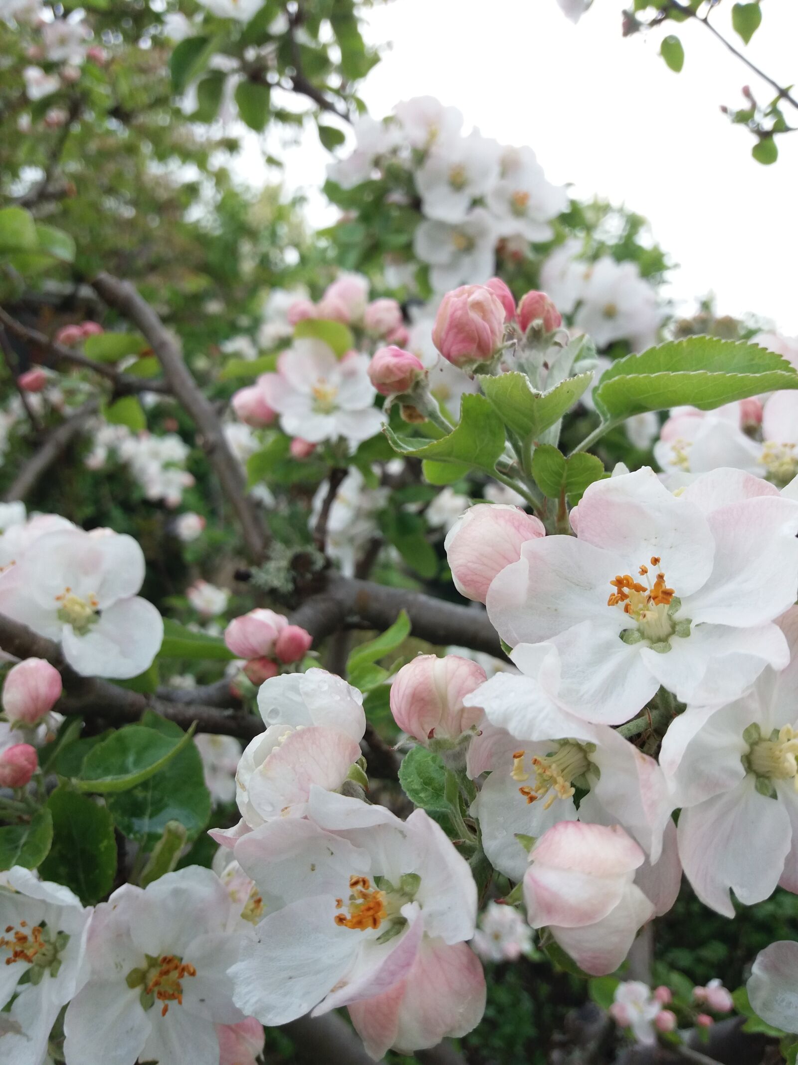 Samsung Galaxy J5(2016) sample photo. Apple blossom, flowers, blossom photography