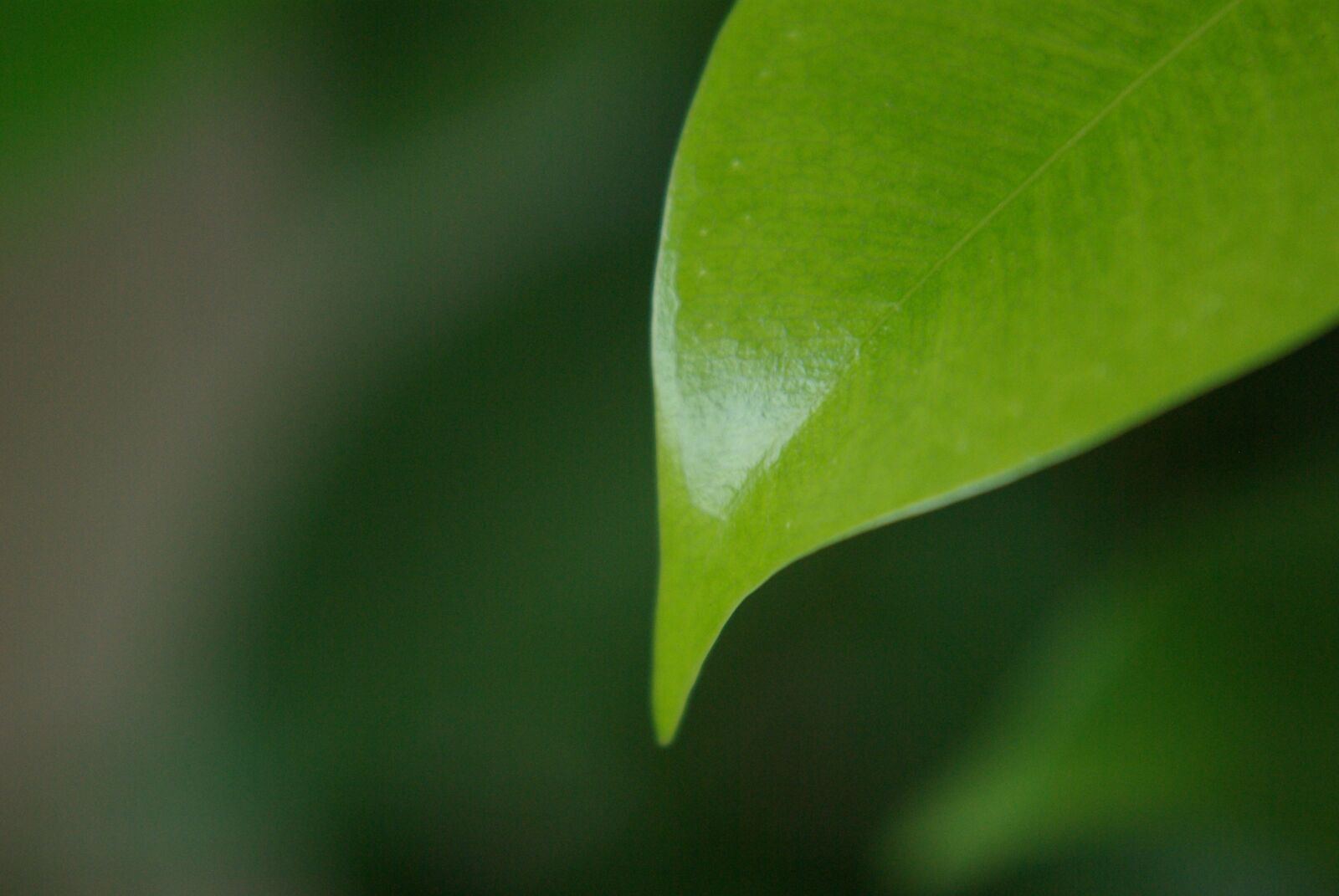 Samsung GX-10 sample photo. Green, leaf, nature photography
